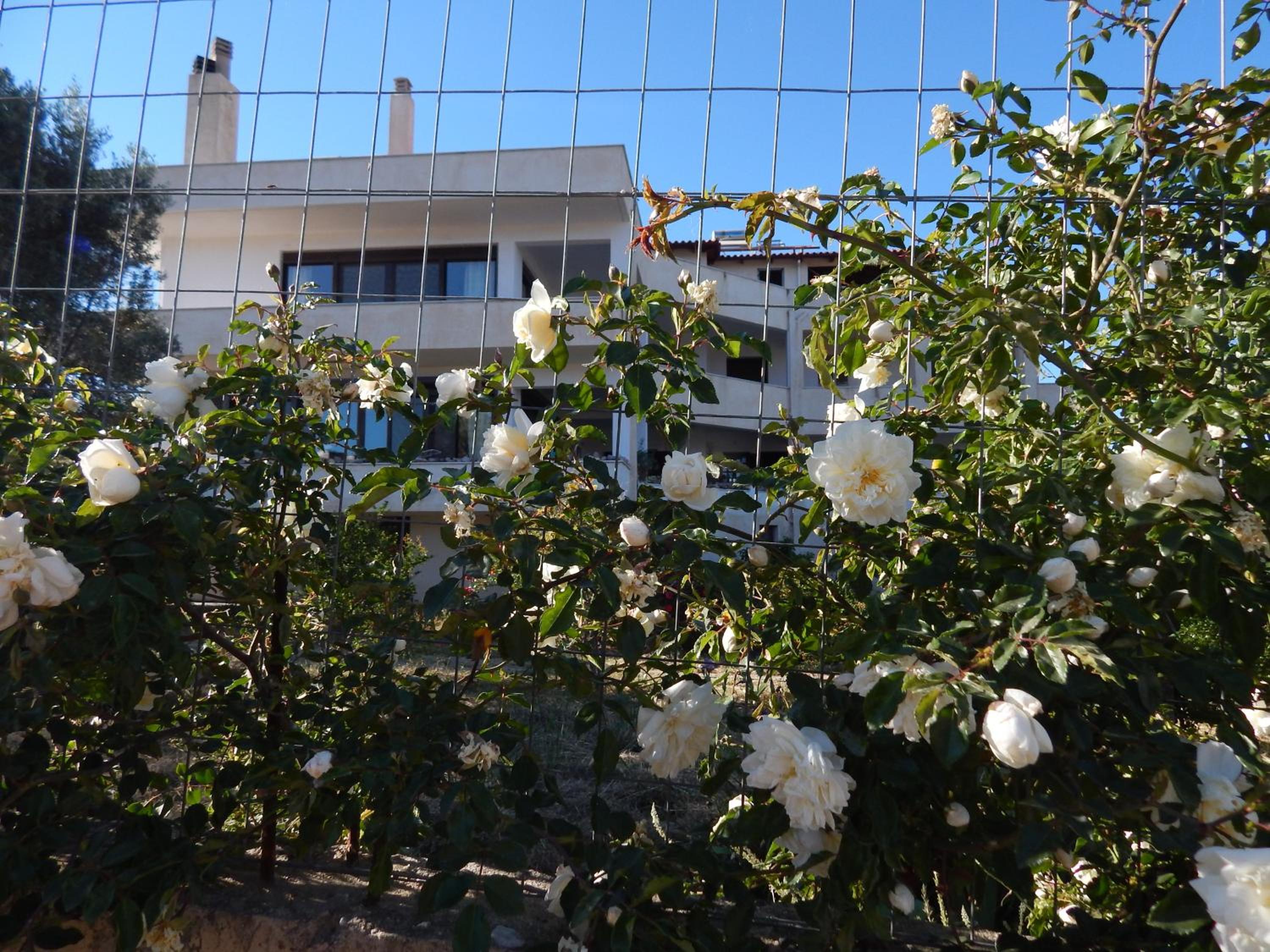 Photo 44