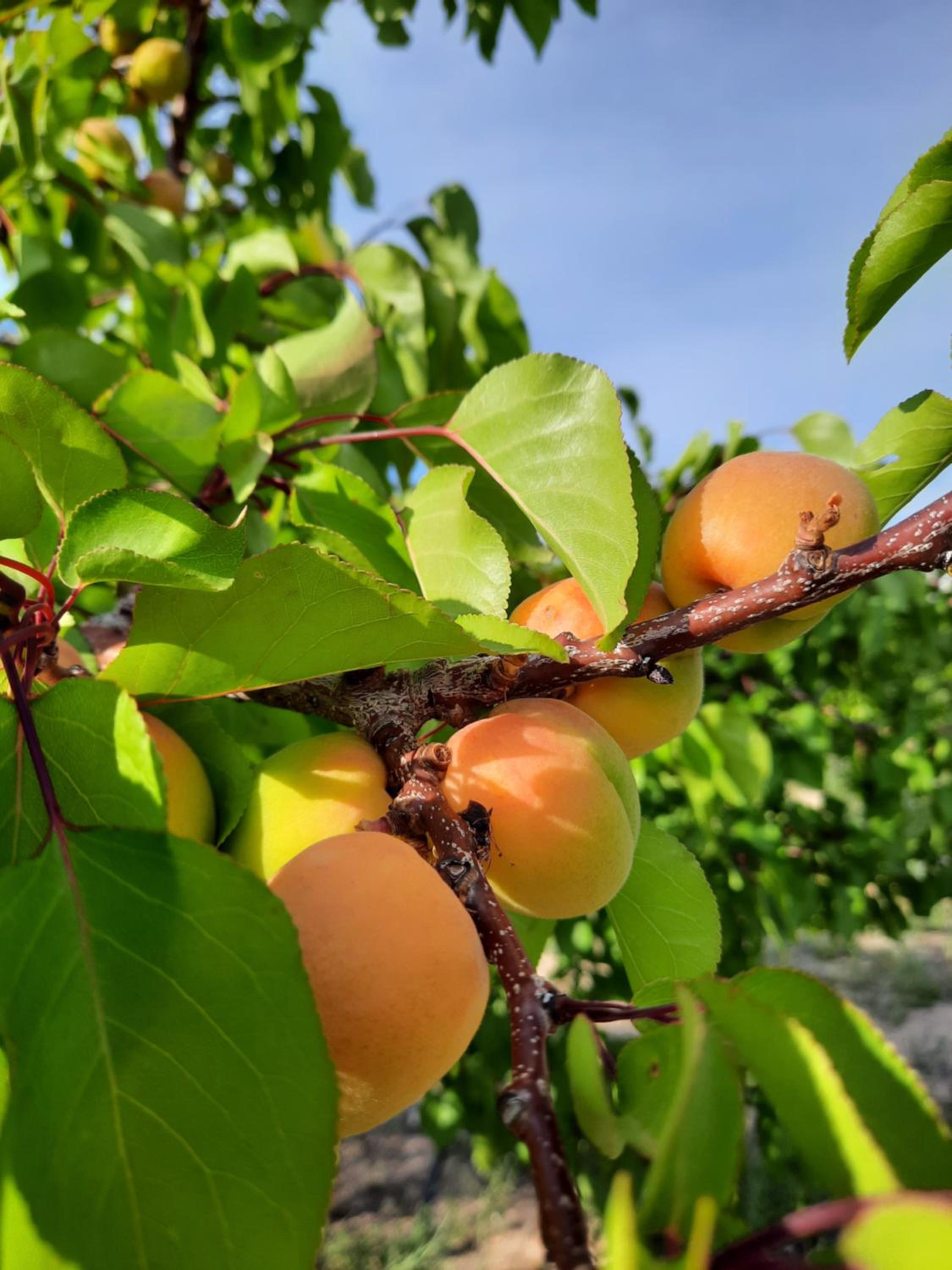 Family club Royal-apricot