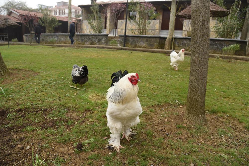Fener Motel