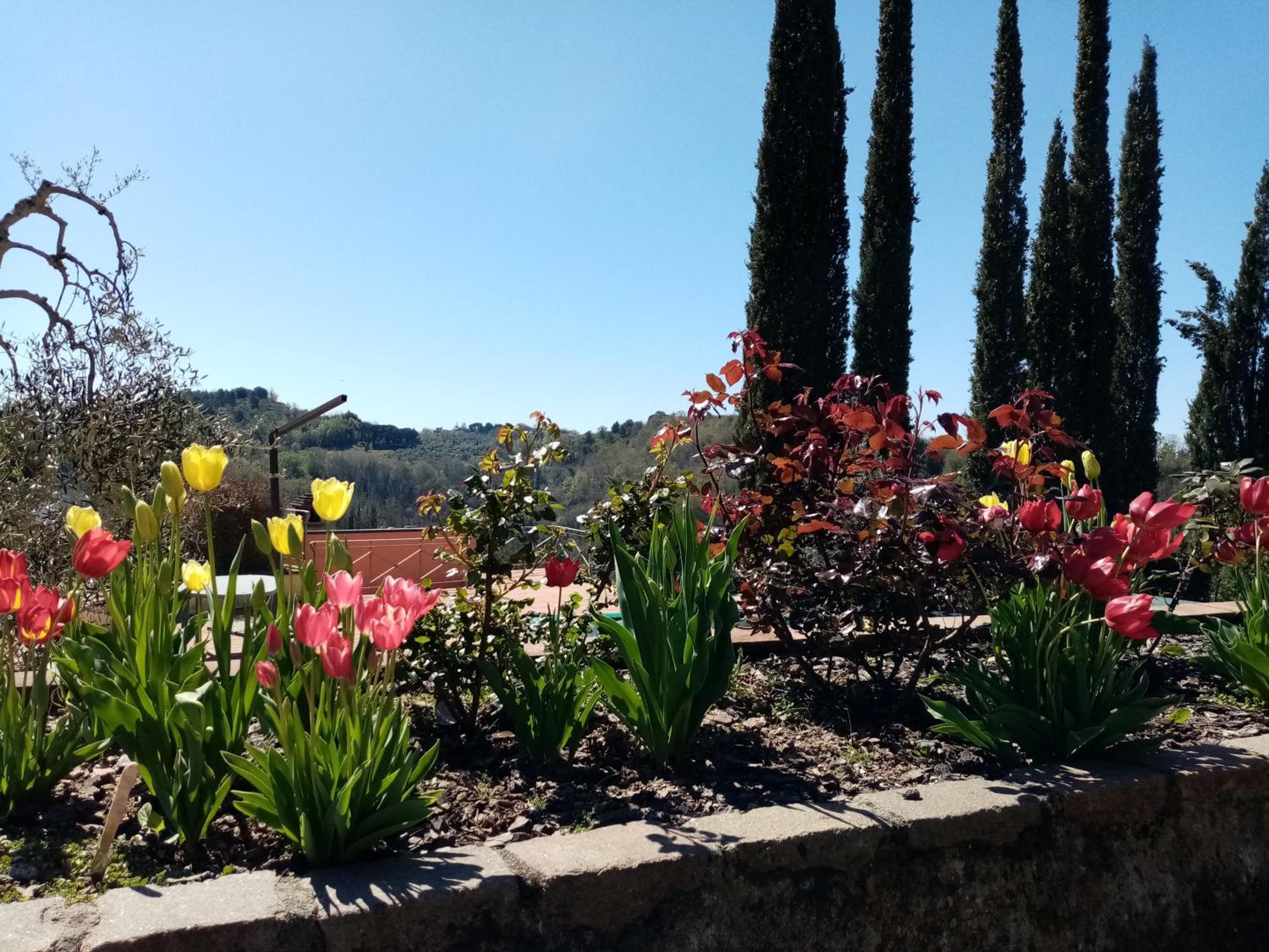 Gervasella