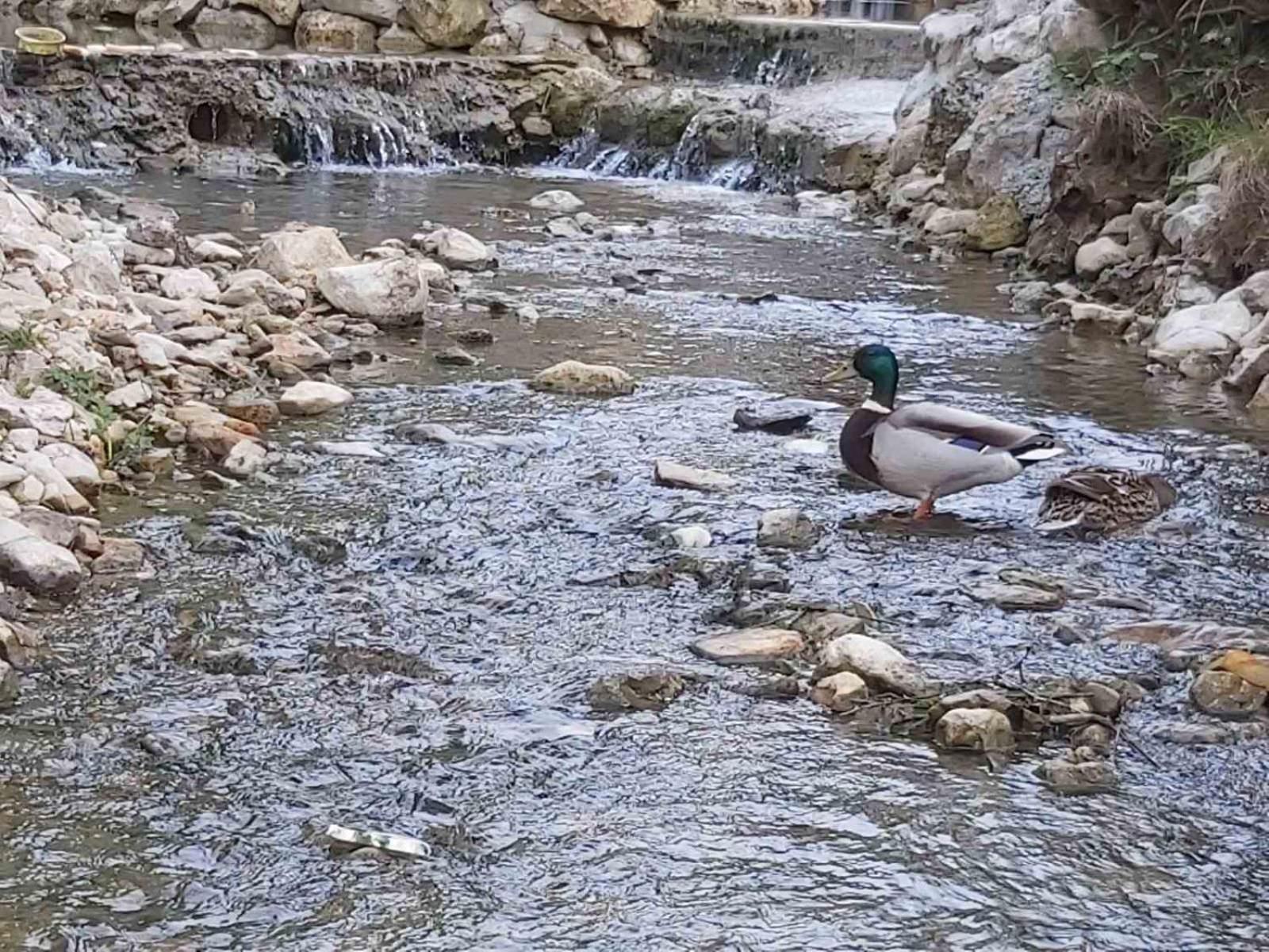 Vikendica, Bazen, Šedrvan, Rafting na Uni, Quad