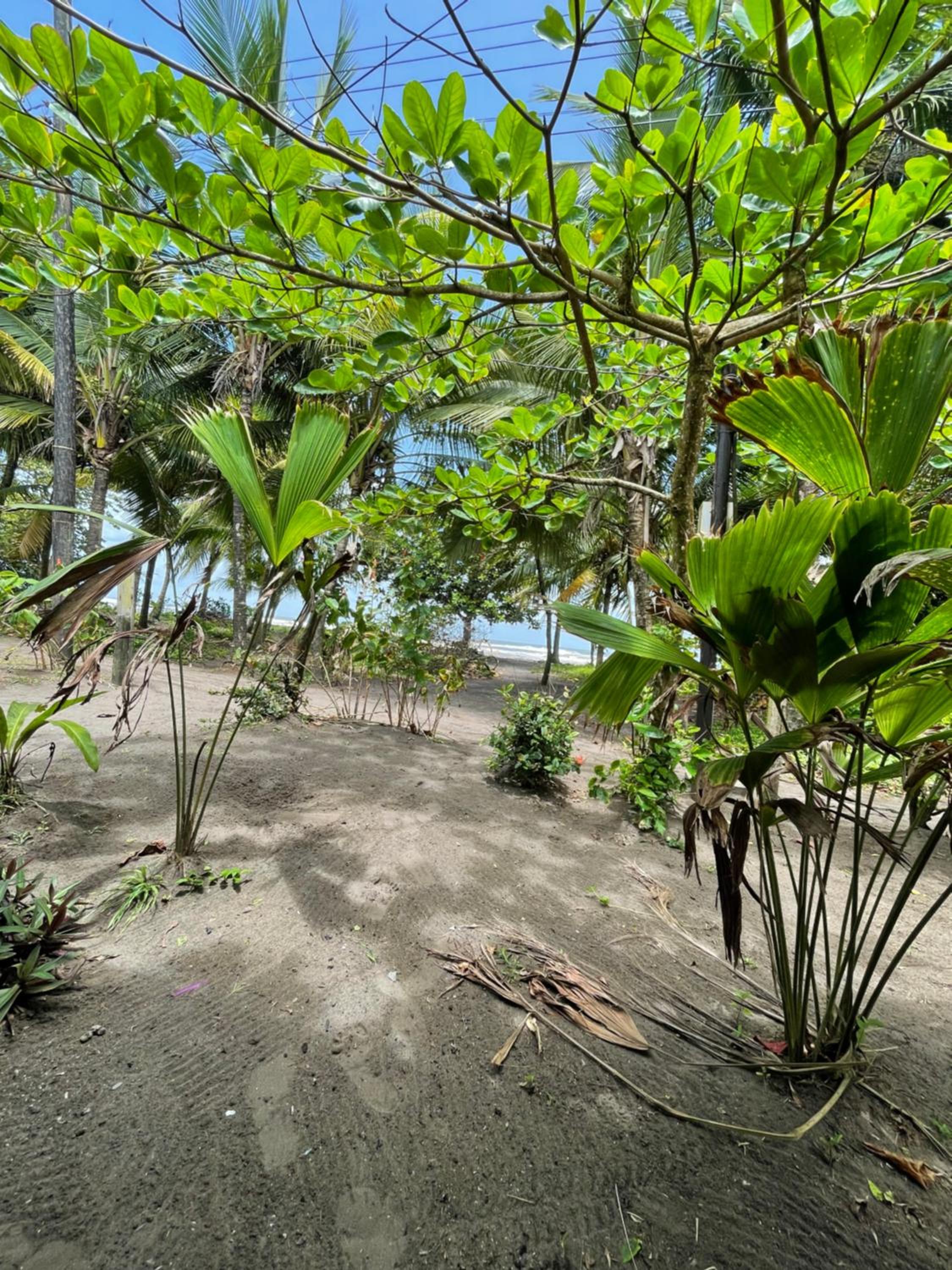 Casa turtle Bogue