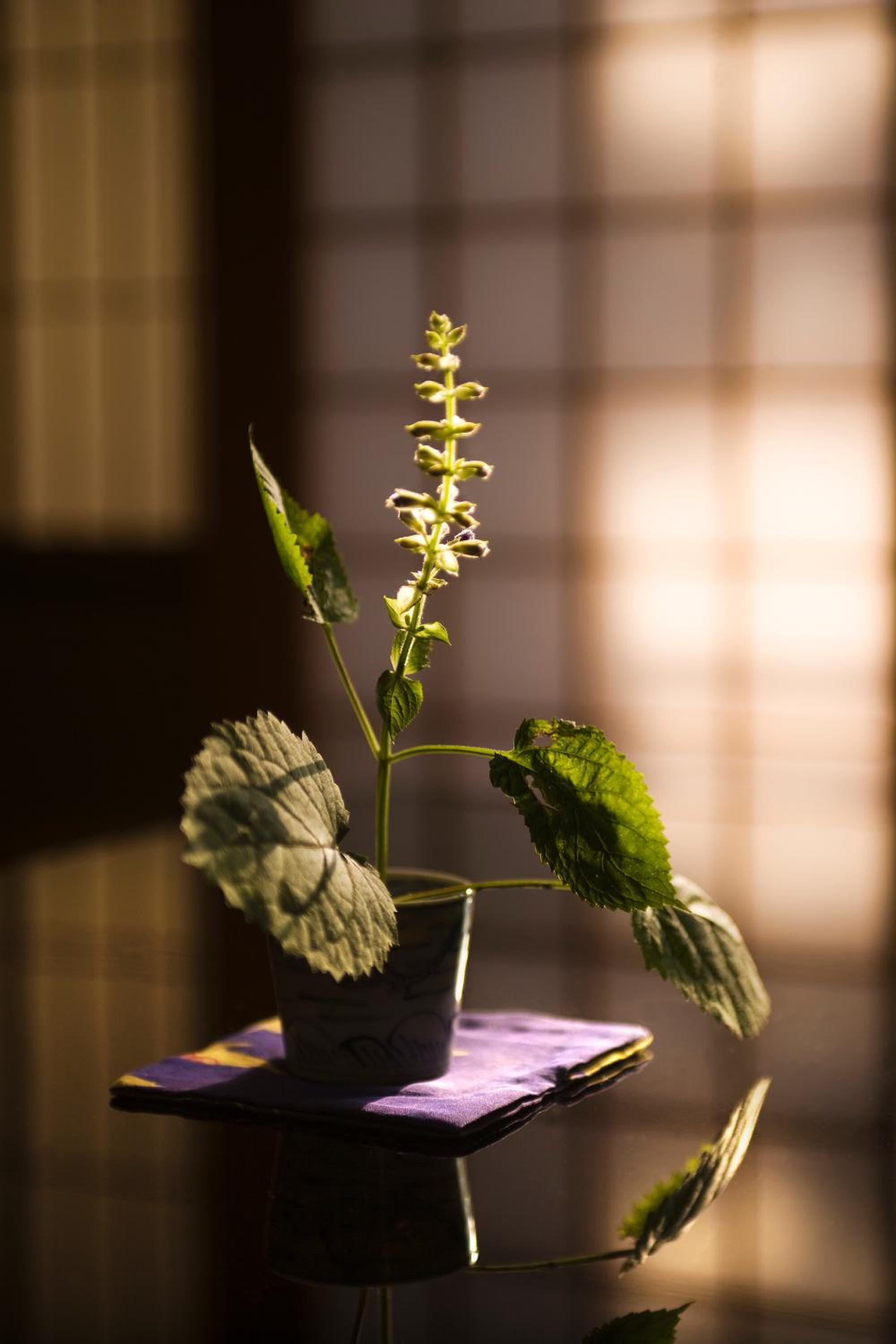 Motoyu Ishiya
