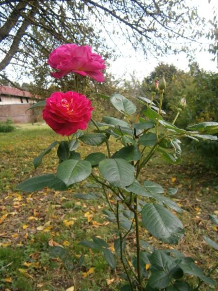 Photo 21