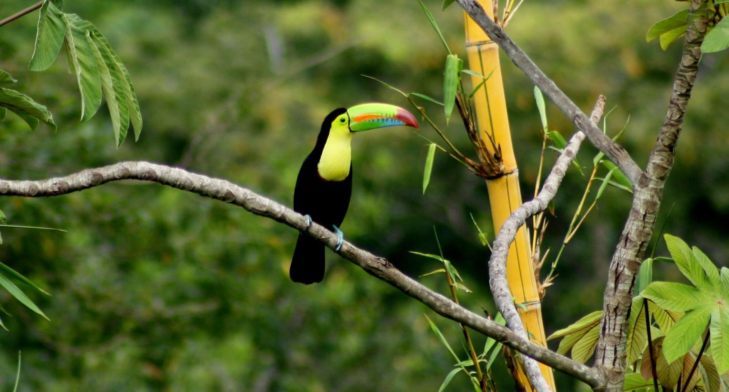 Villa Toucan with National Geographic Views