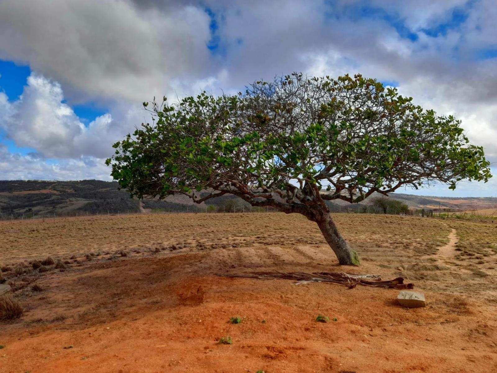 Fazenda Terra Bonita