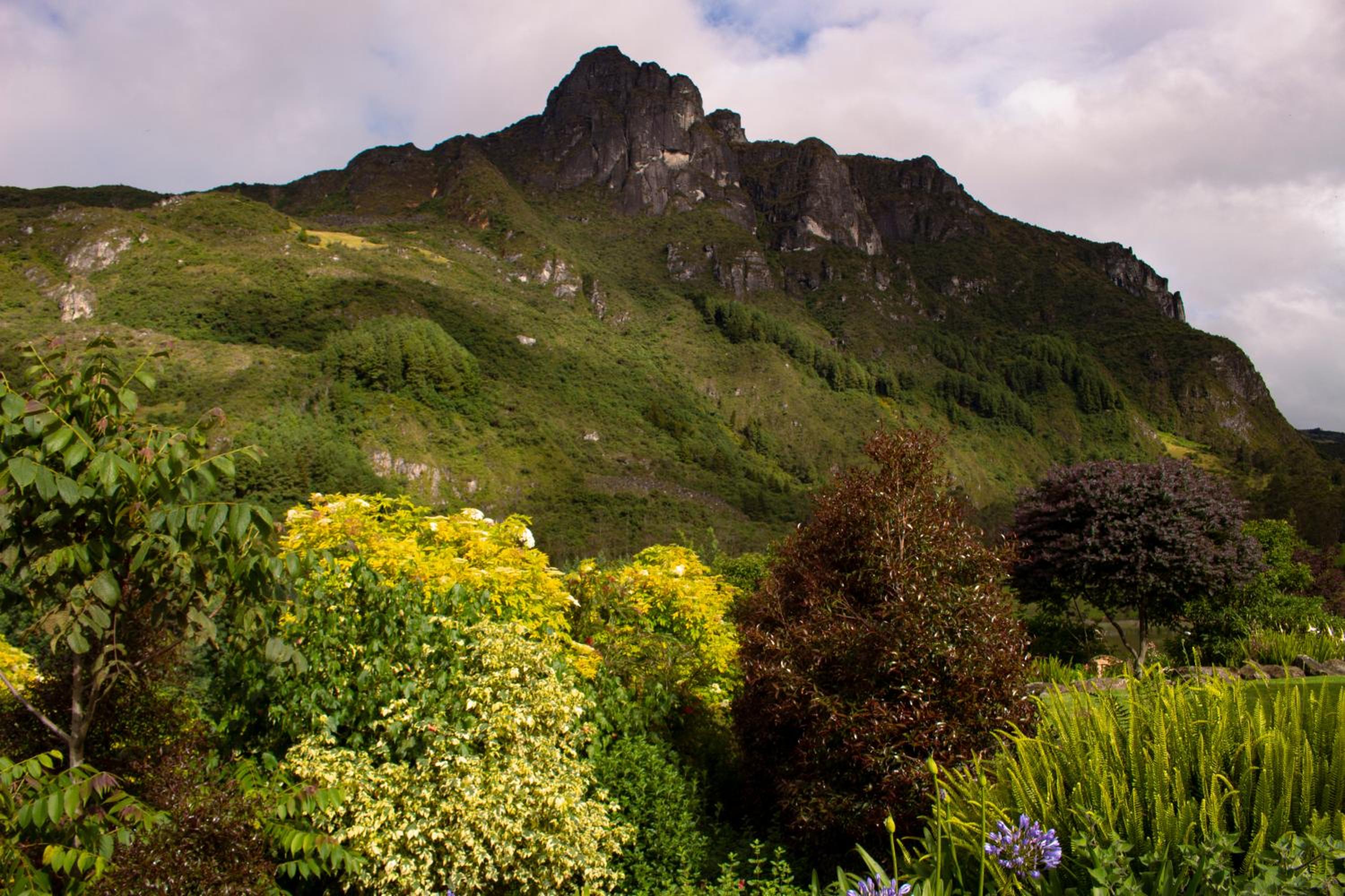 garden