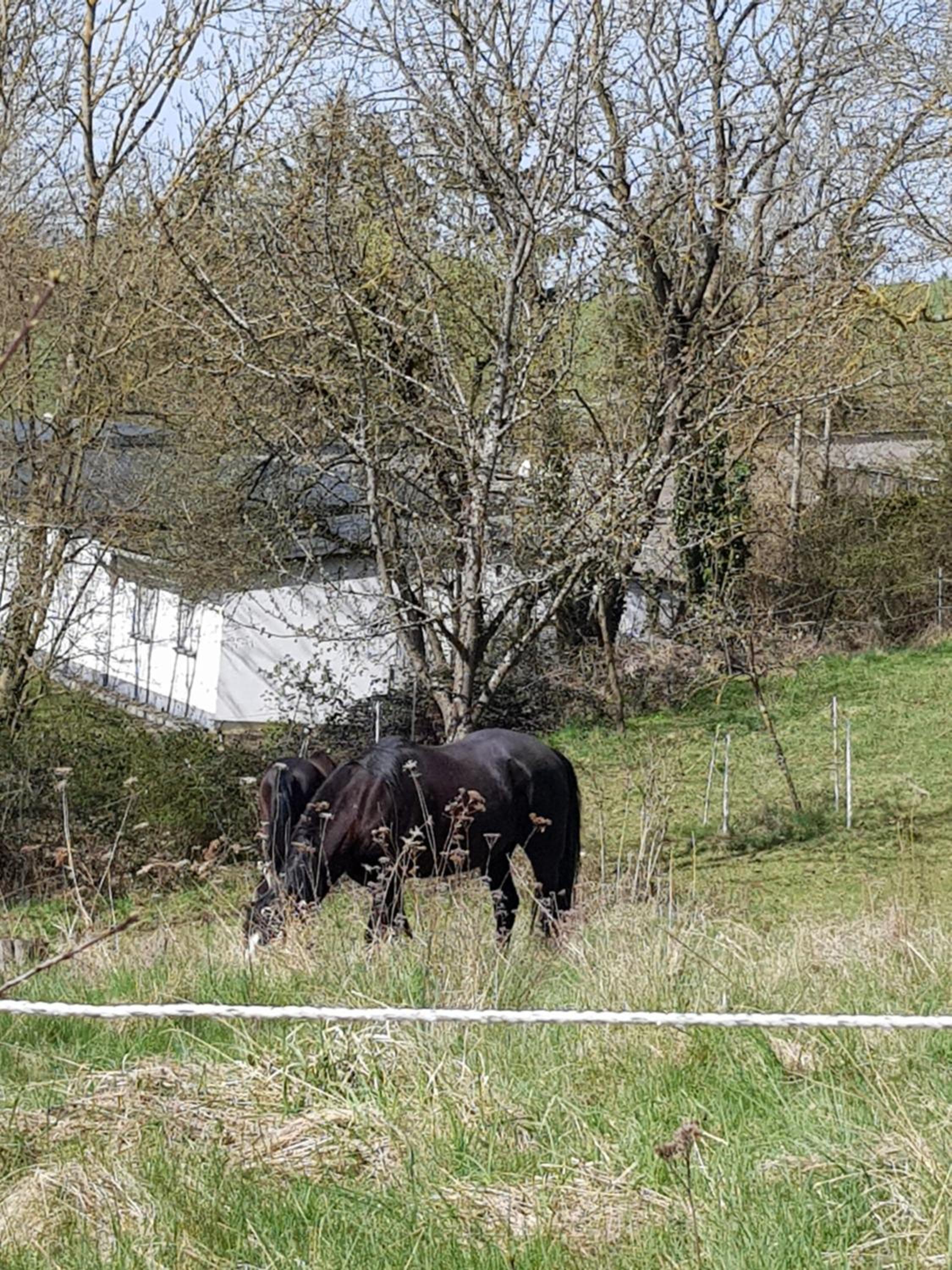 Eifelglück