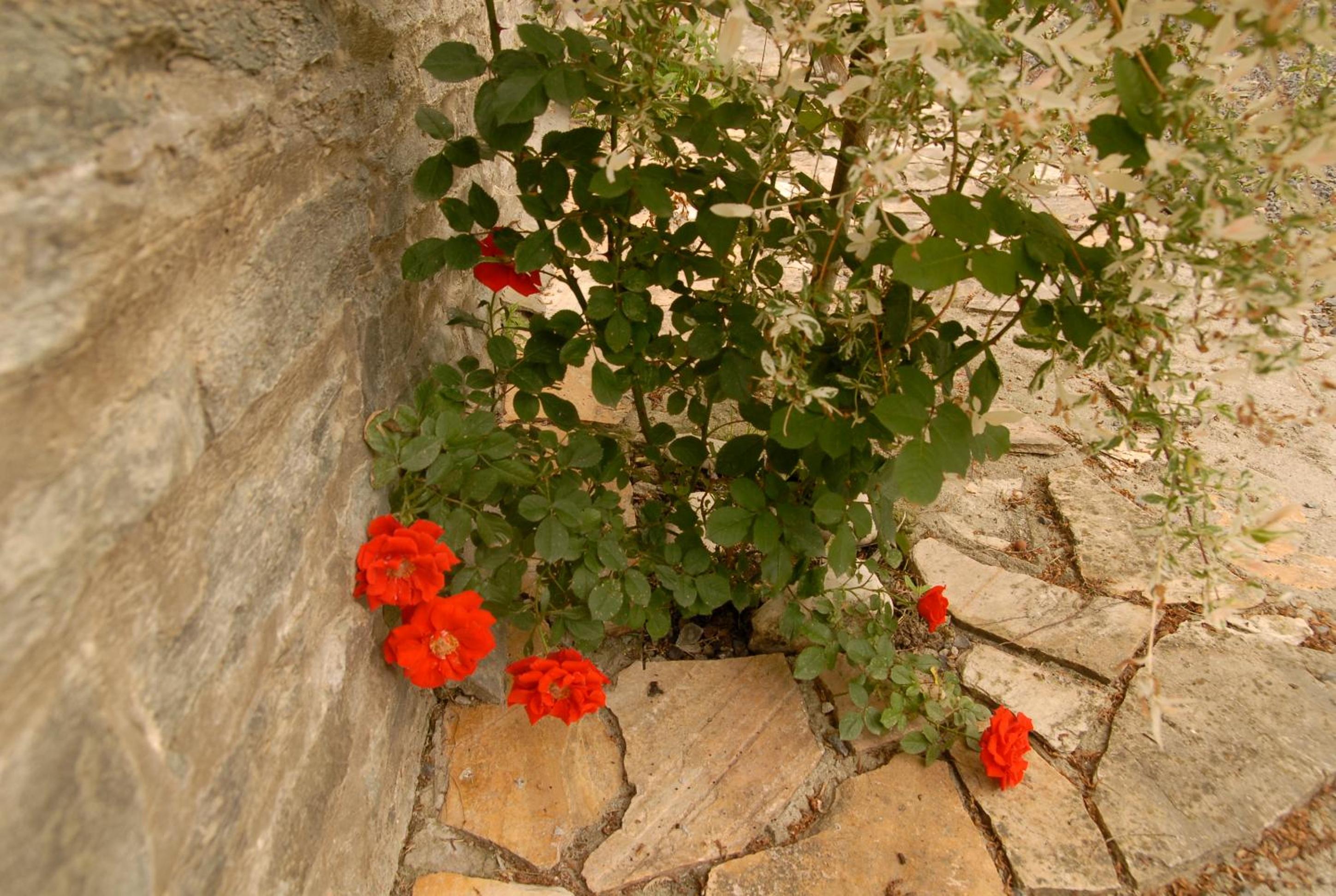 Le Clos Arboré (Gîte)
