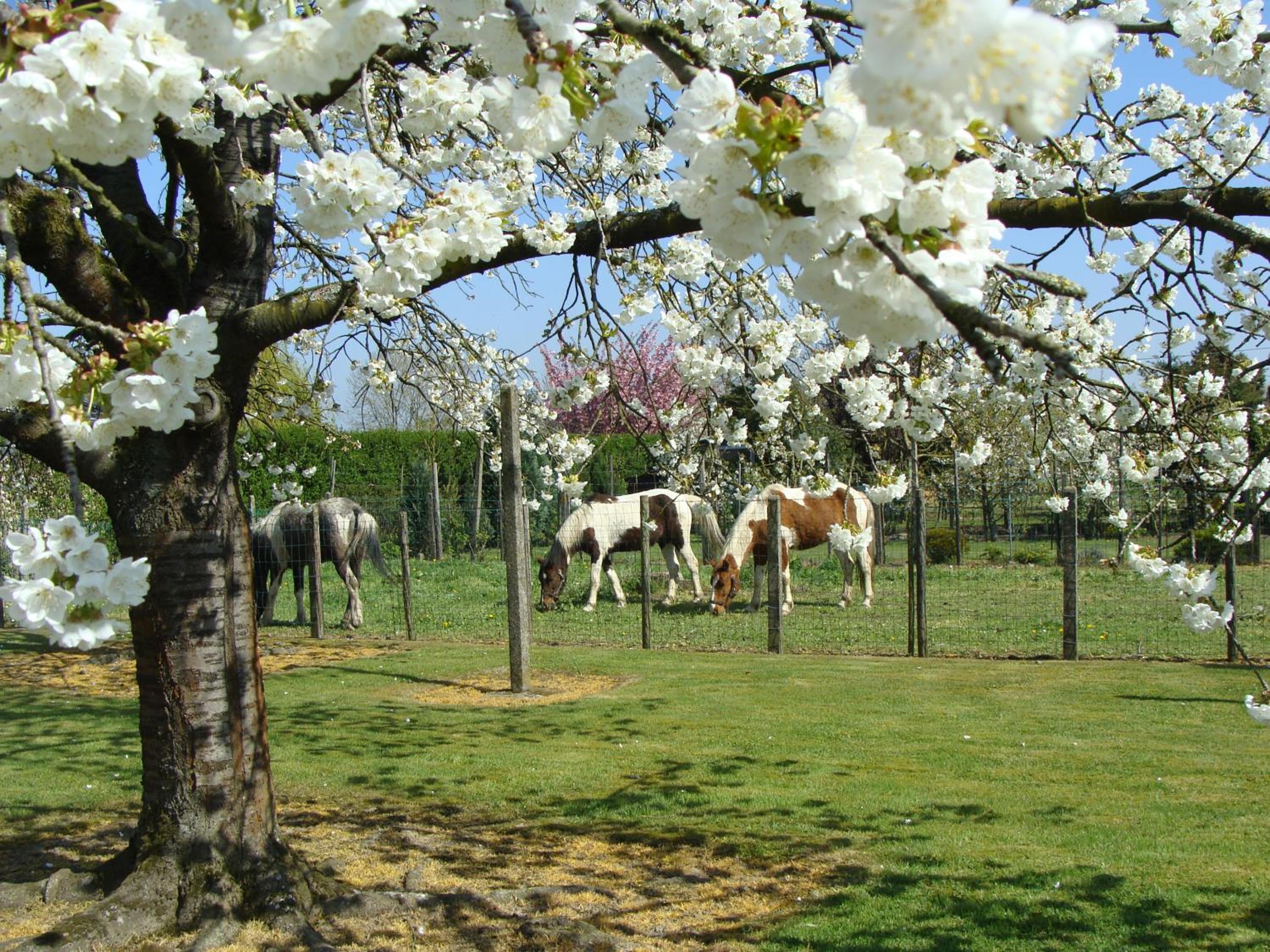 Aan het Singelhof - Mirabelle -- 4 sterren -- met sunshower en tuin