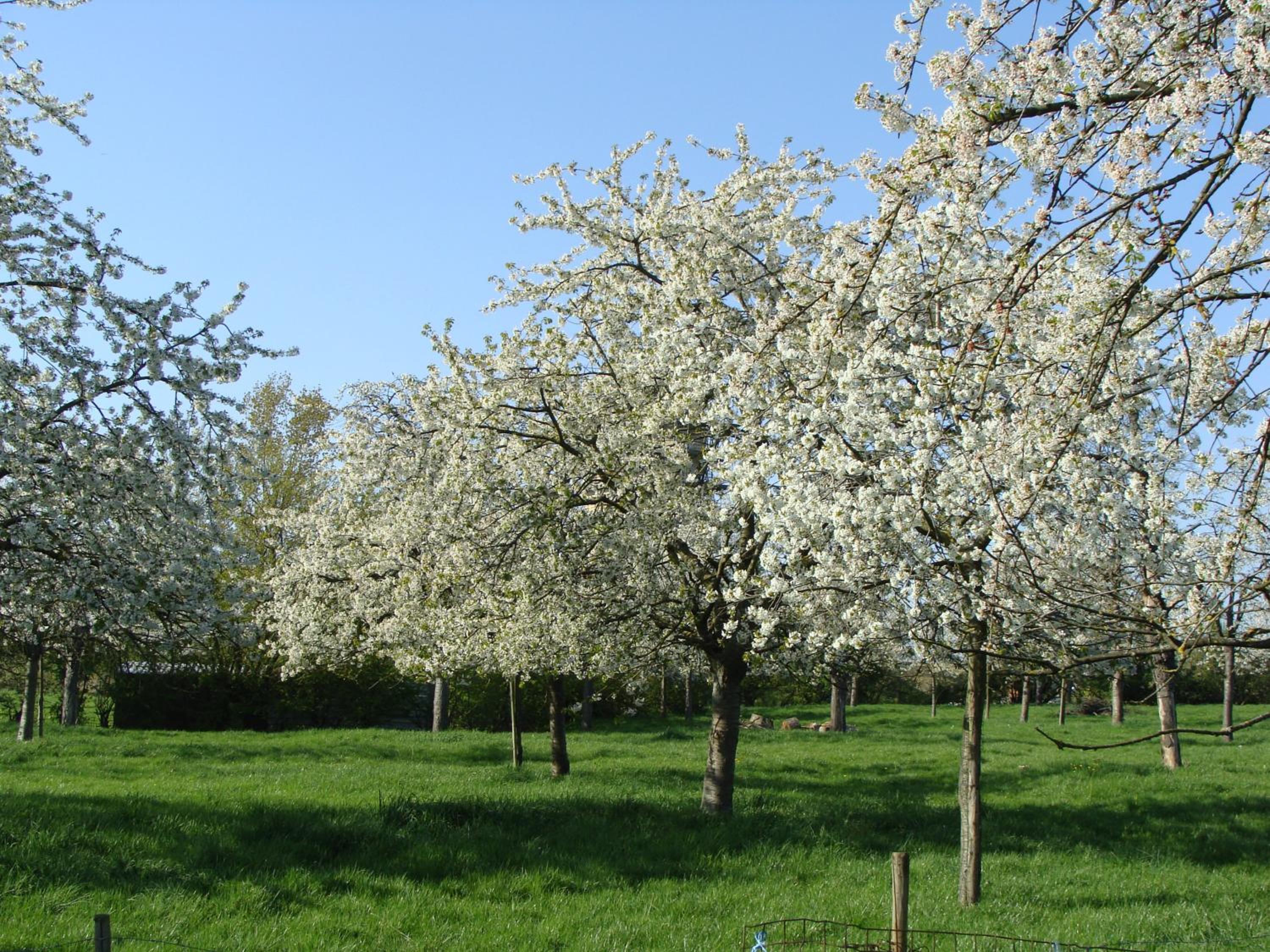 Aan het Singelhof - Mirabelle -- 4 sterren -- met sunshower en tuin