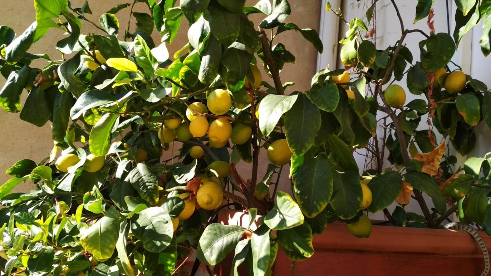 La casa dei fiori