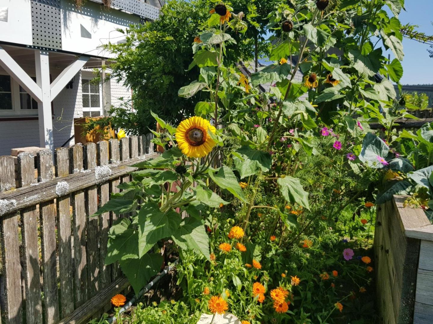 Schatz-Insel
