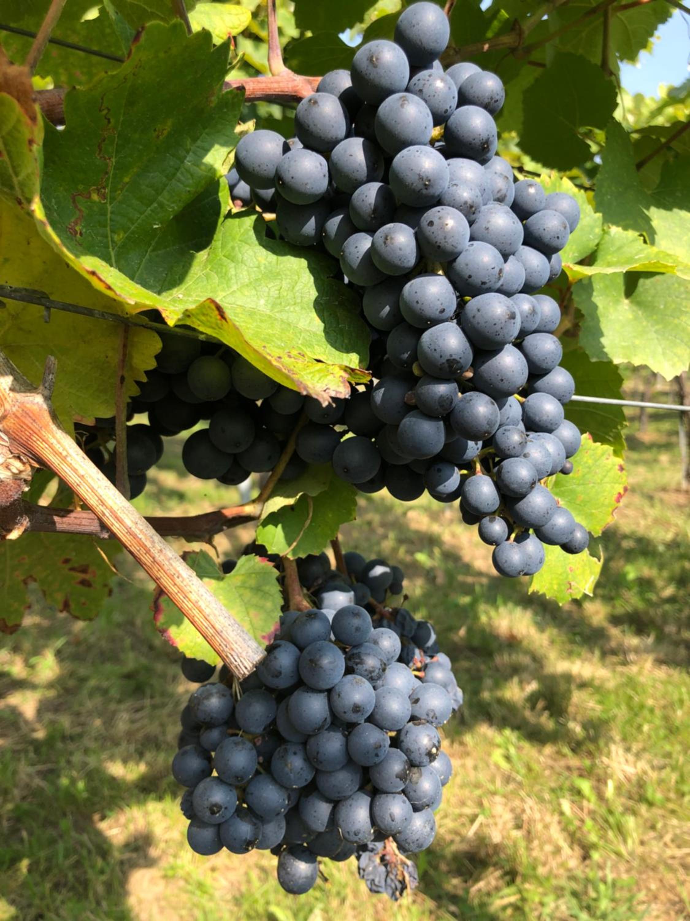 Wein Cottage Kellerstöckl