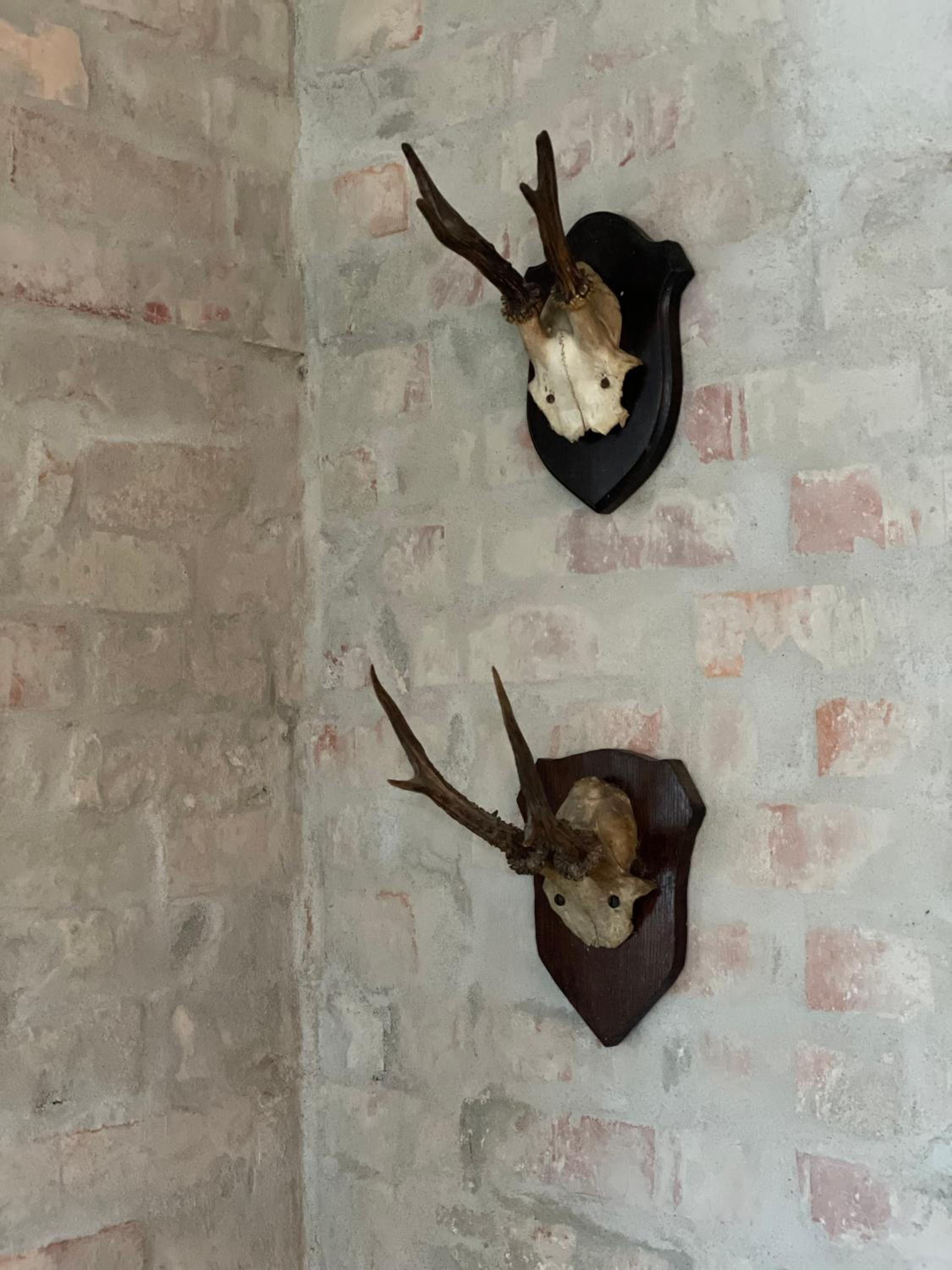 Feriehus i skøn natur