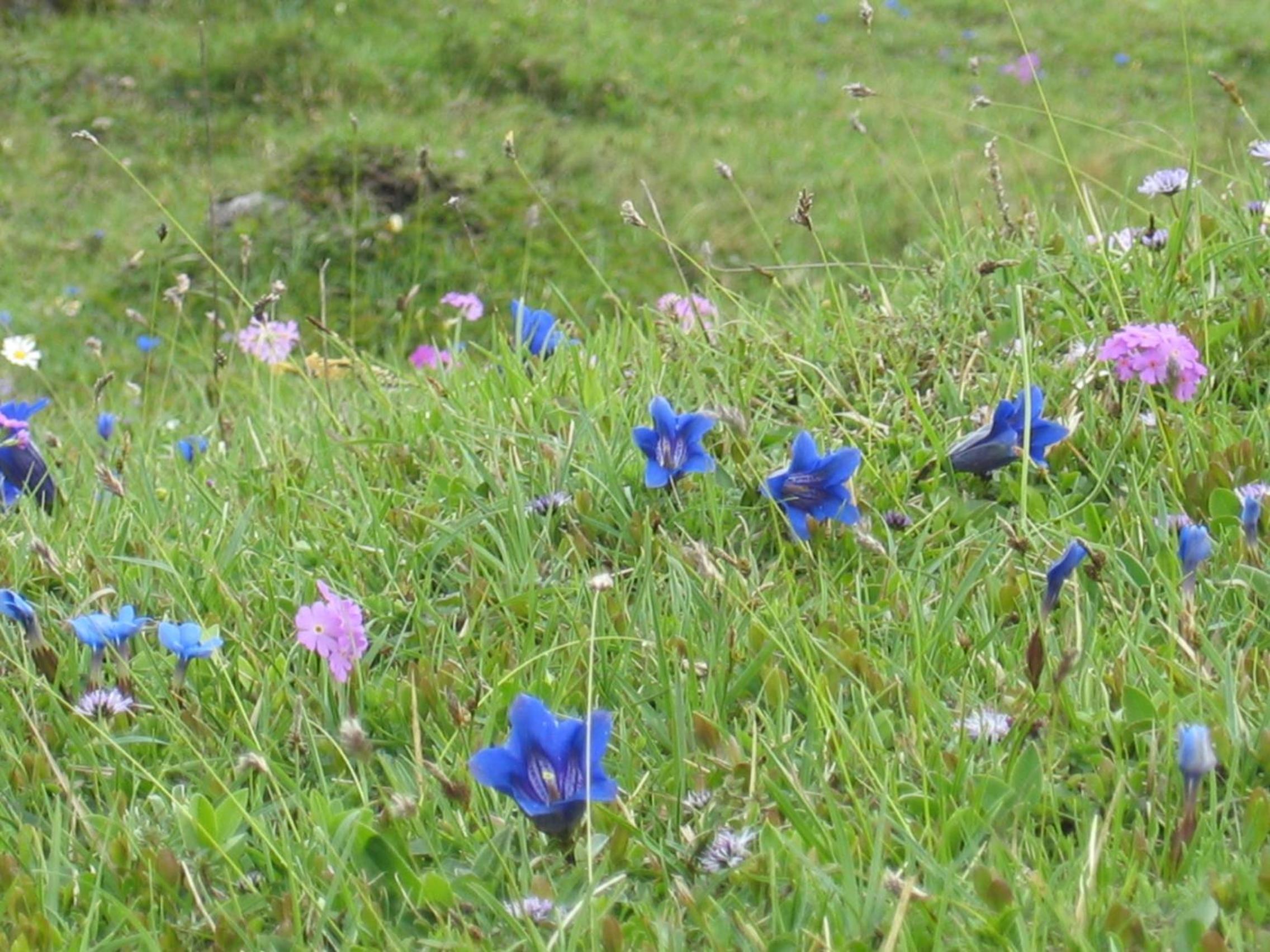 Pension Schneerose
