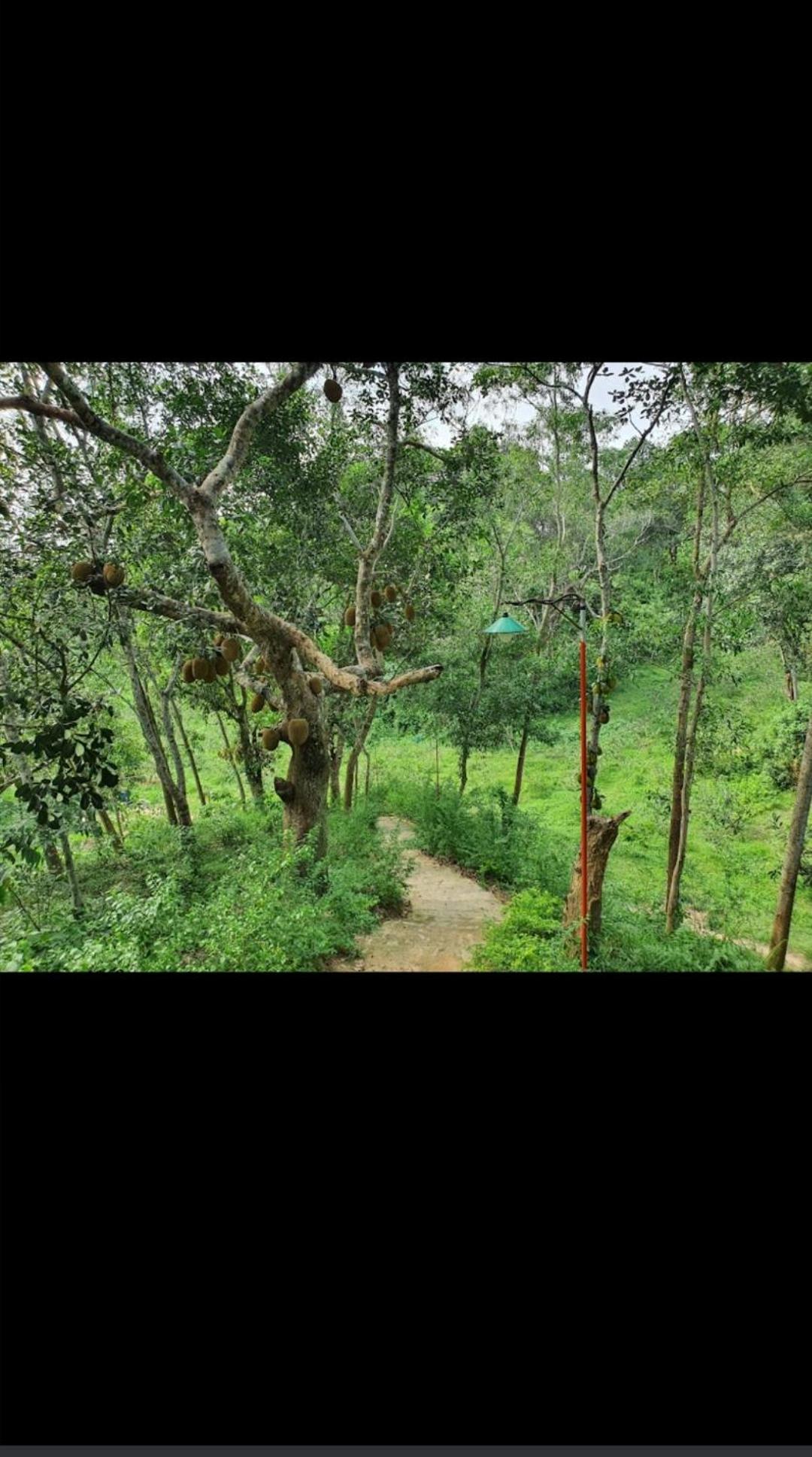 Jungle cottage