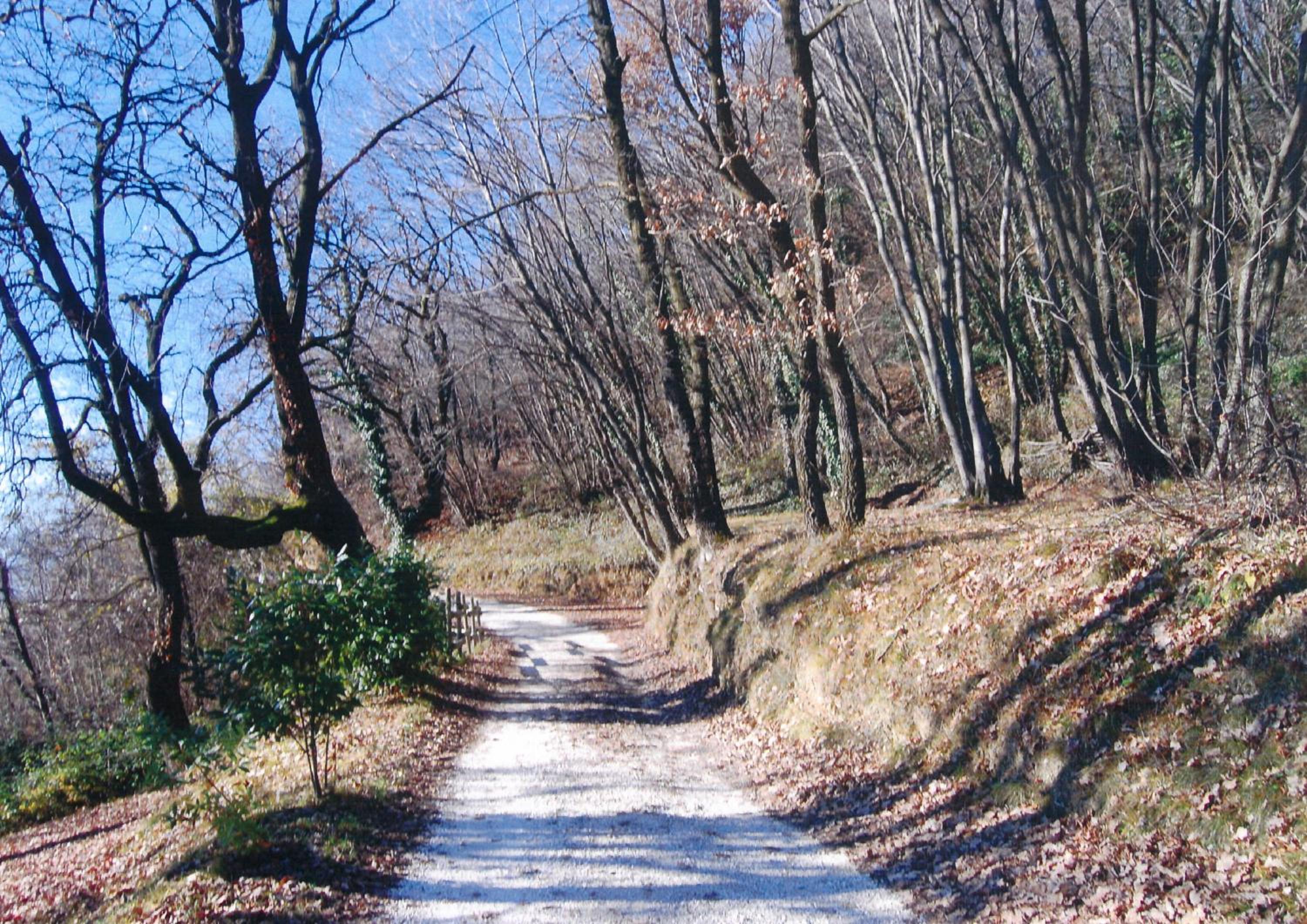 Photo 45