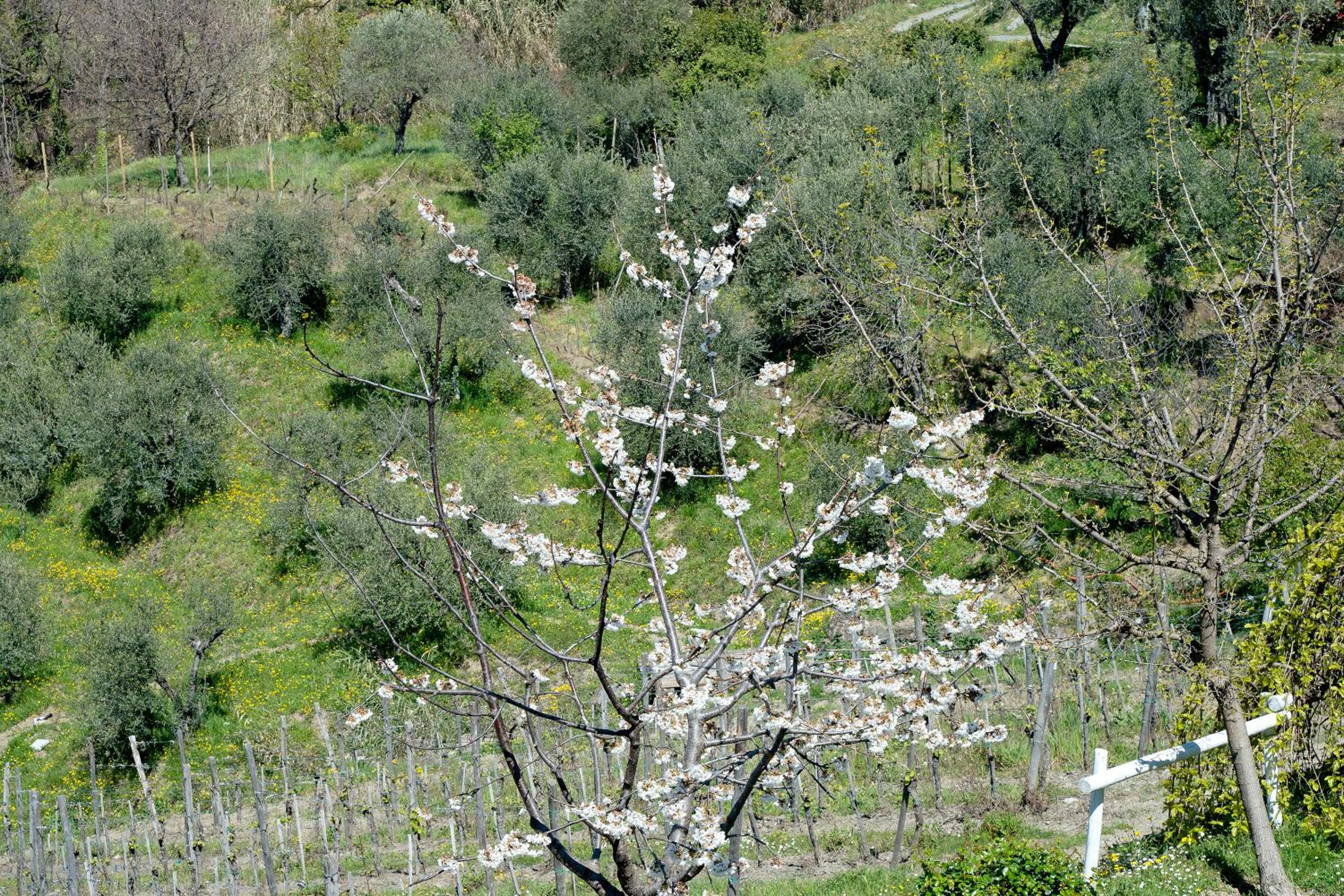 Rosadimaggio Violetta