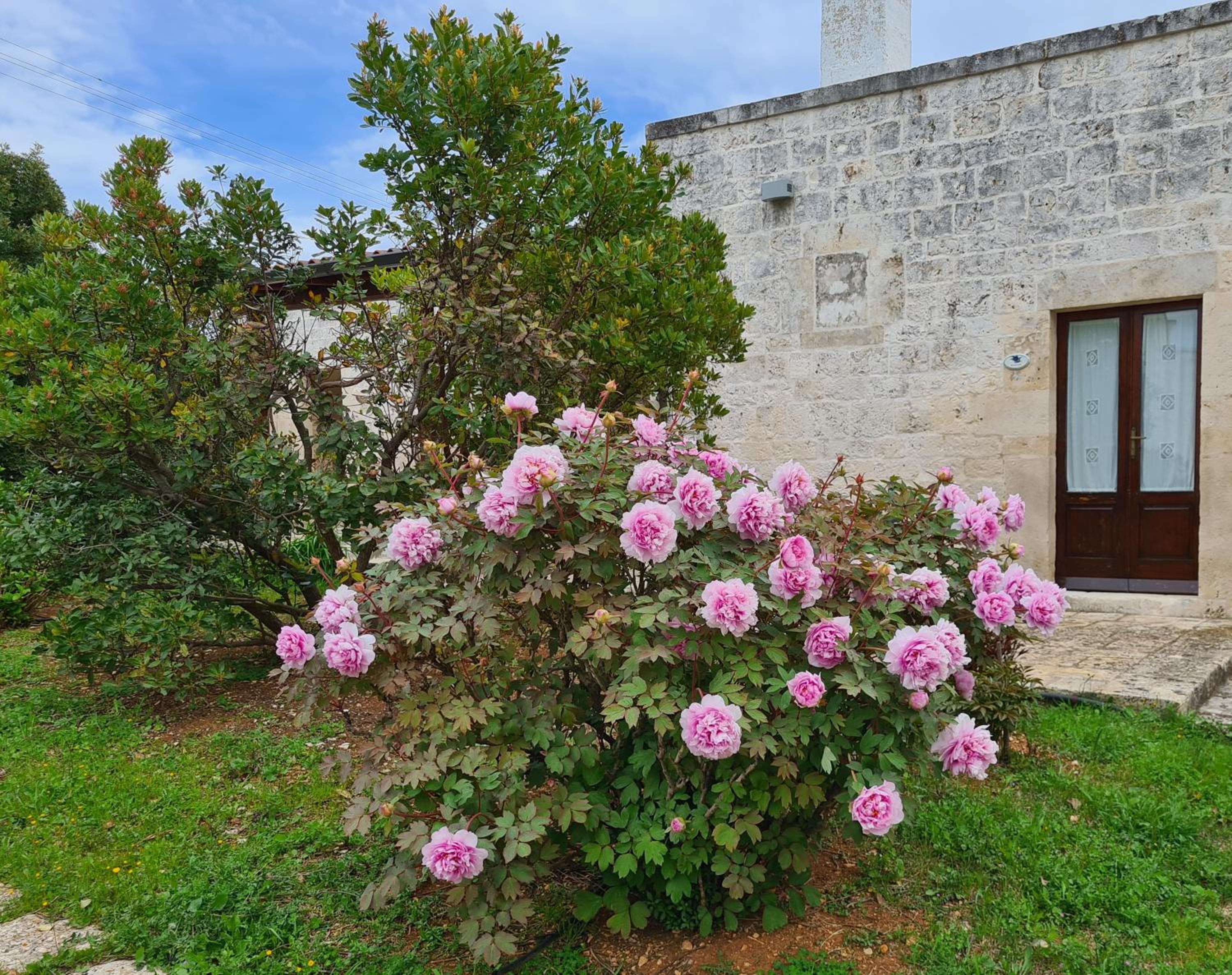 Masseria Montecchie, photo 9
