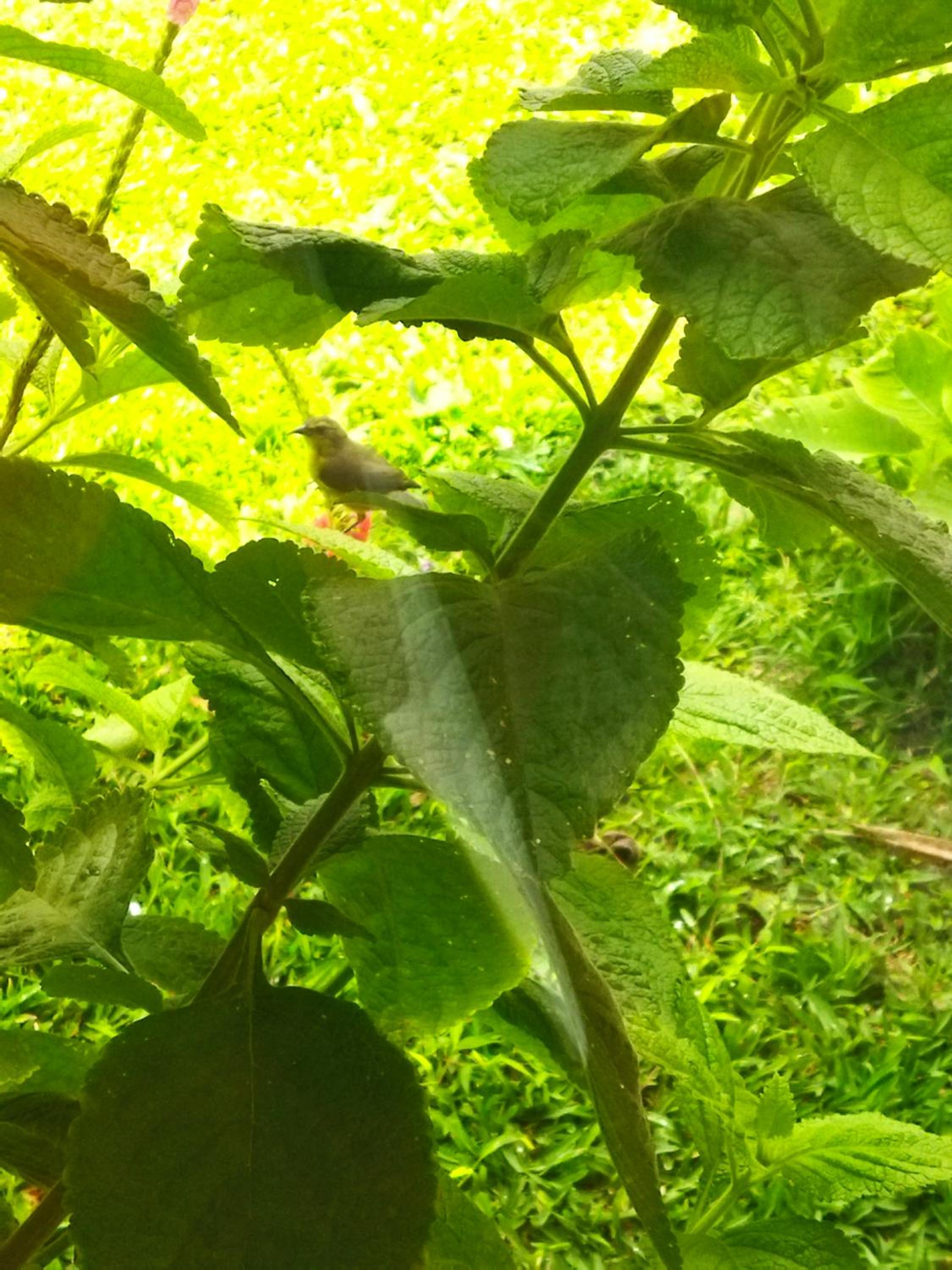Bijagua paradise Río Celeste