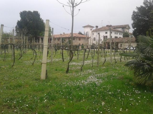 Alloggio Agrituristico Conte Ottelio view 4