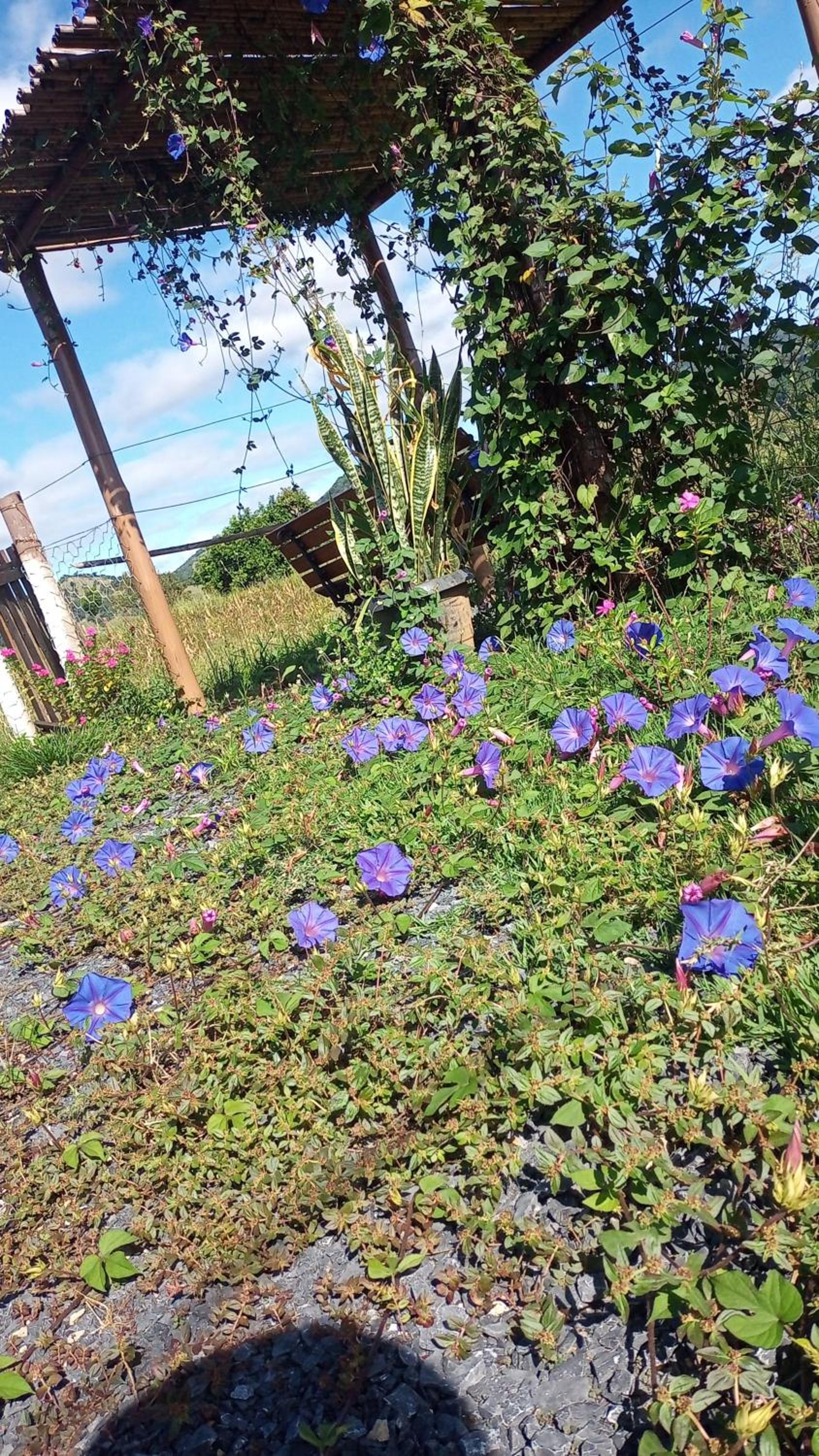 Pousada flores de ipê