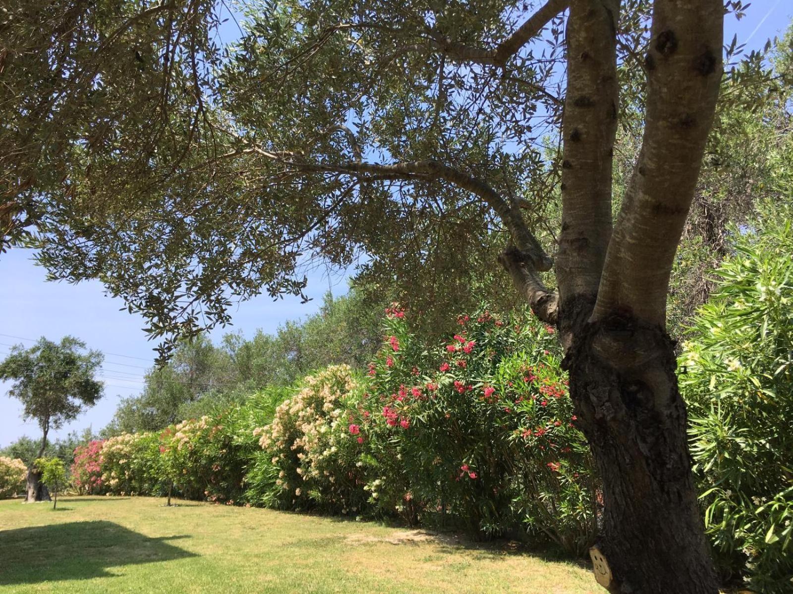 Villa Gecko, Arillas view 4