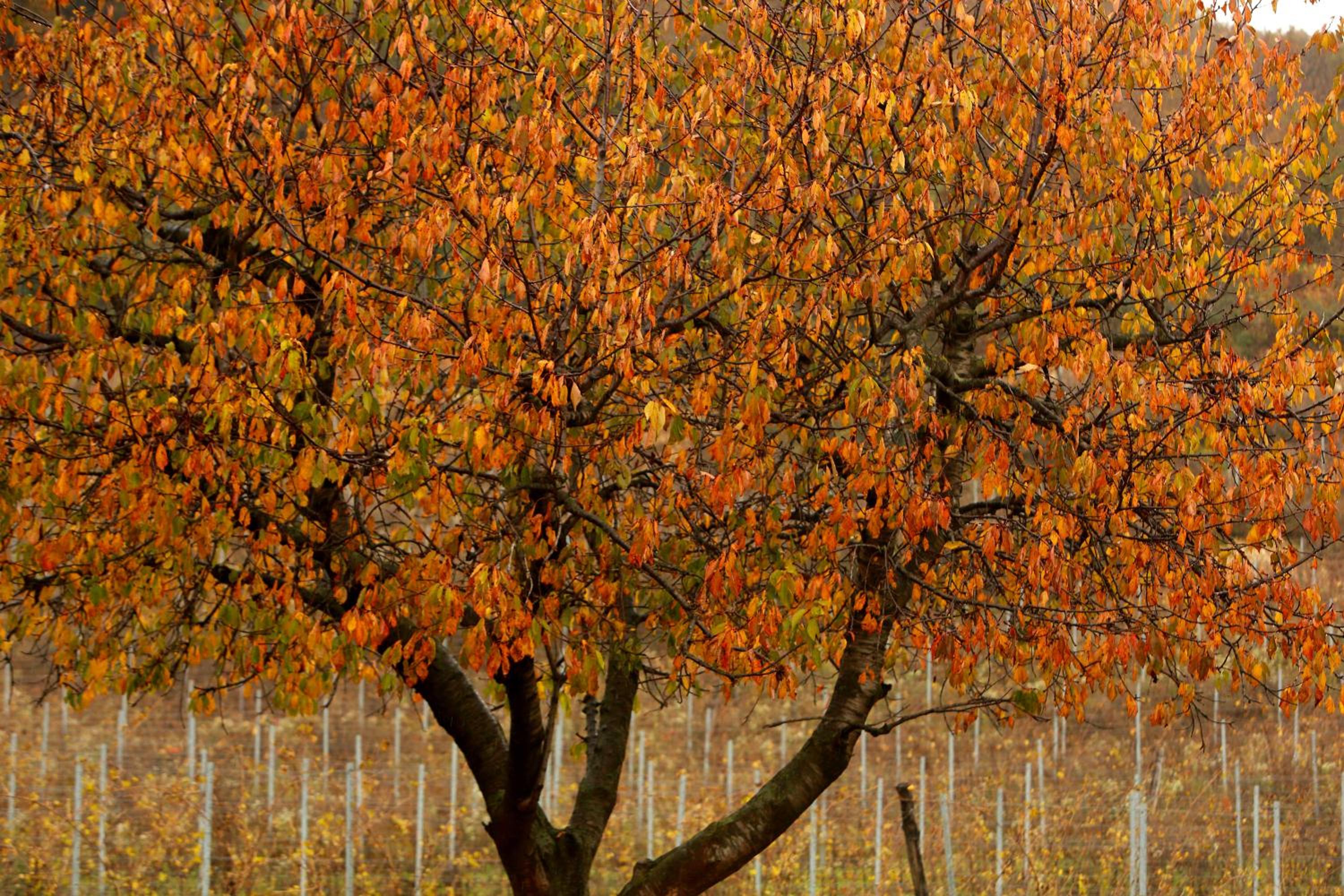 Podere Castagne