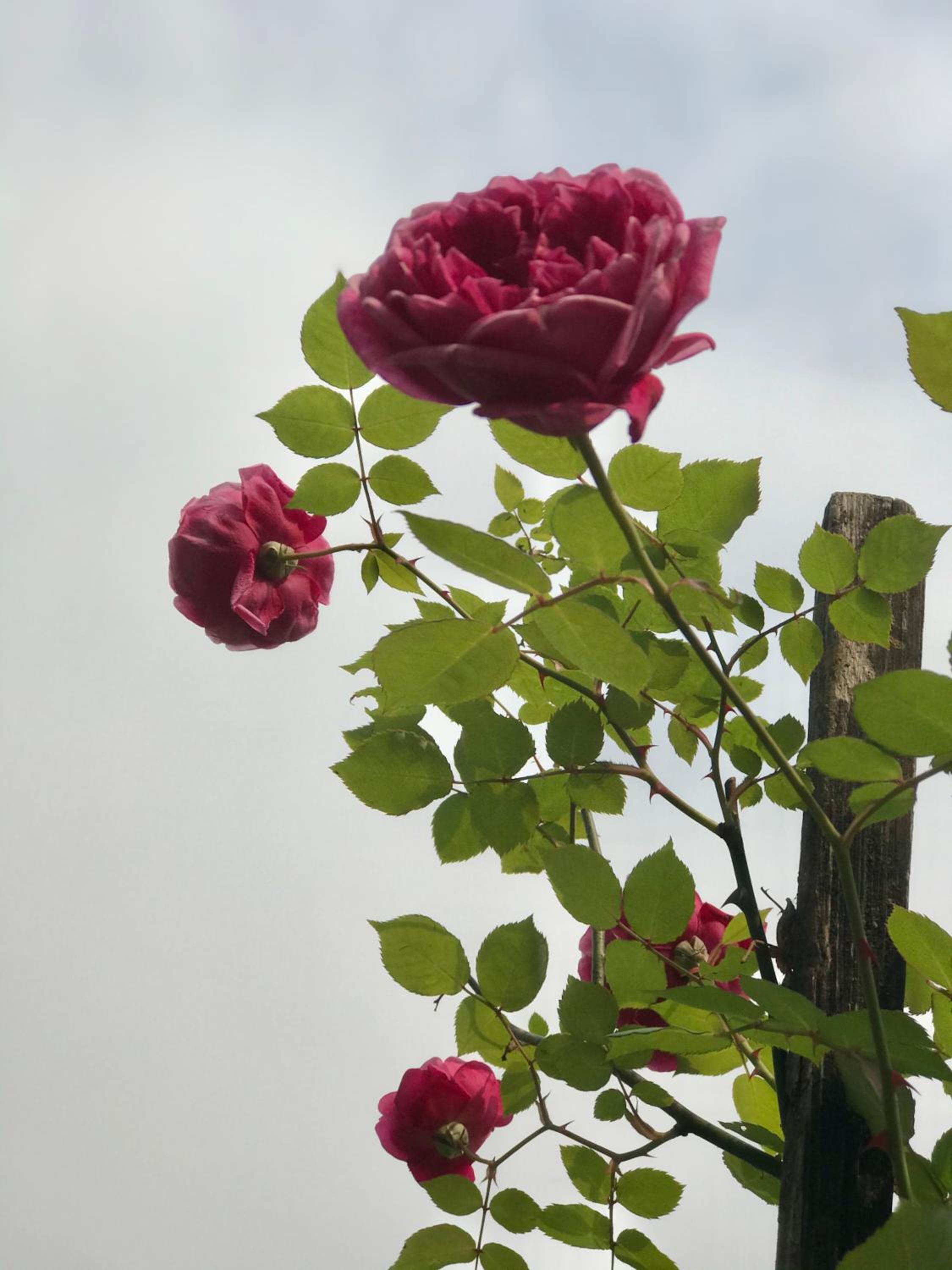 Photo 16