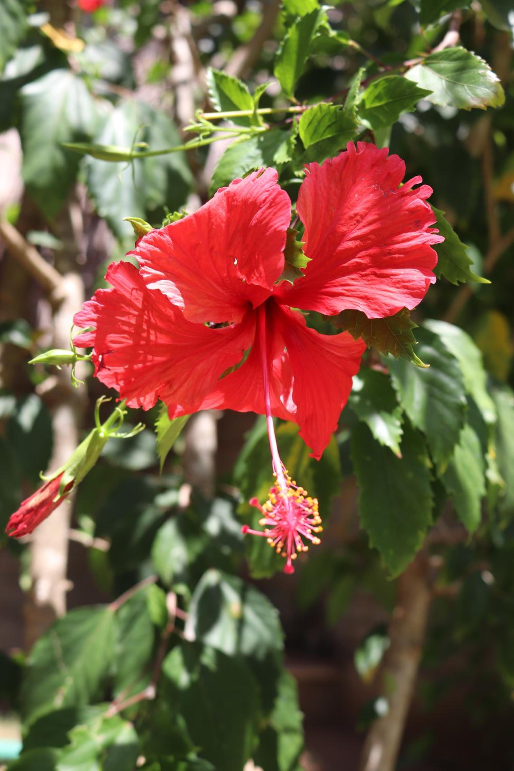Turtle Bay Village