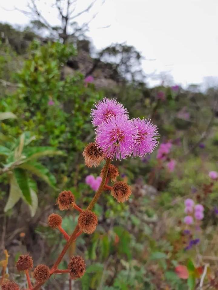 Chalés de Hórus