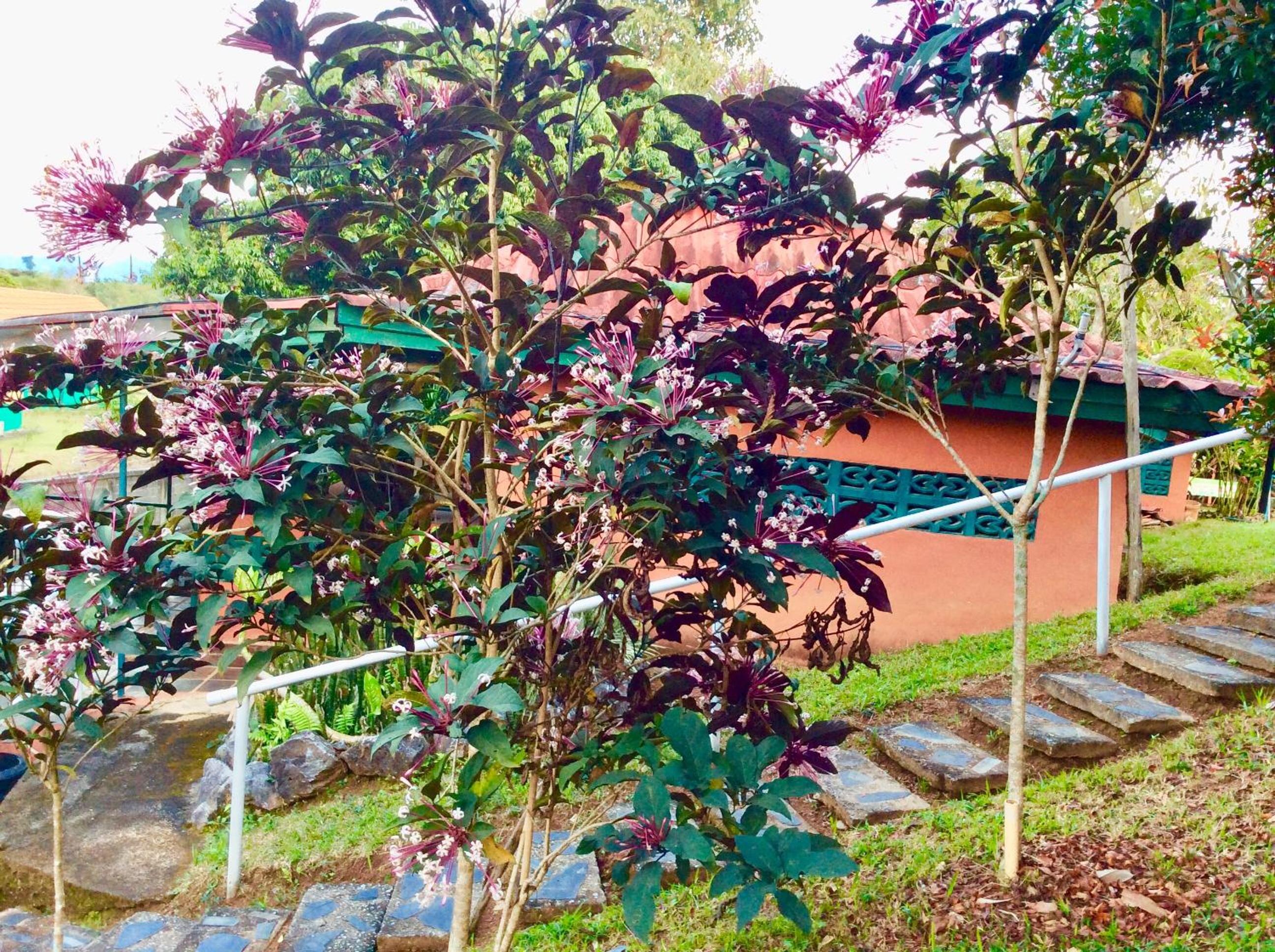 Baansuan Nanglae Hill Homestay