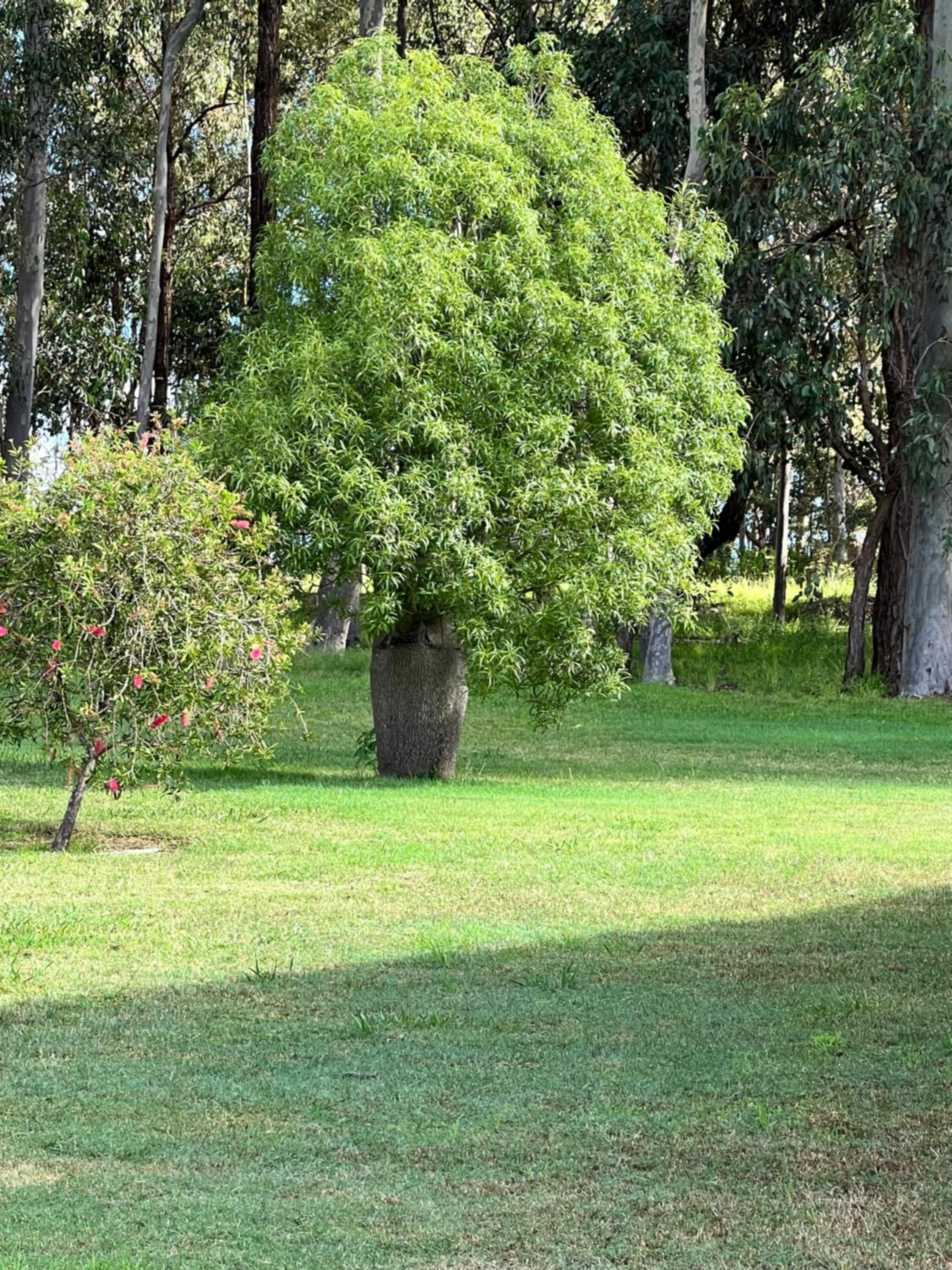 Carinya Cottage Hunter Valley - Nature retreat