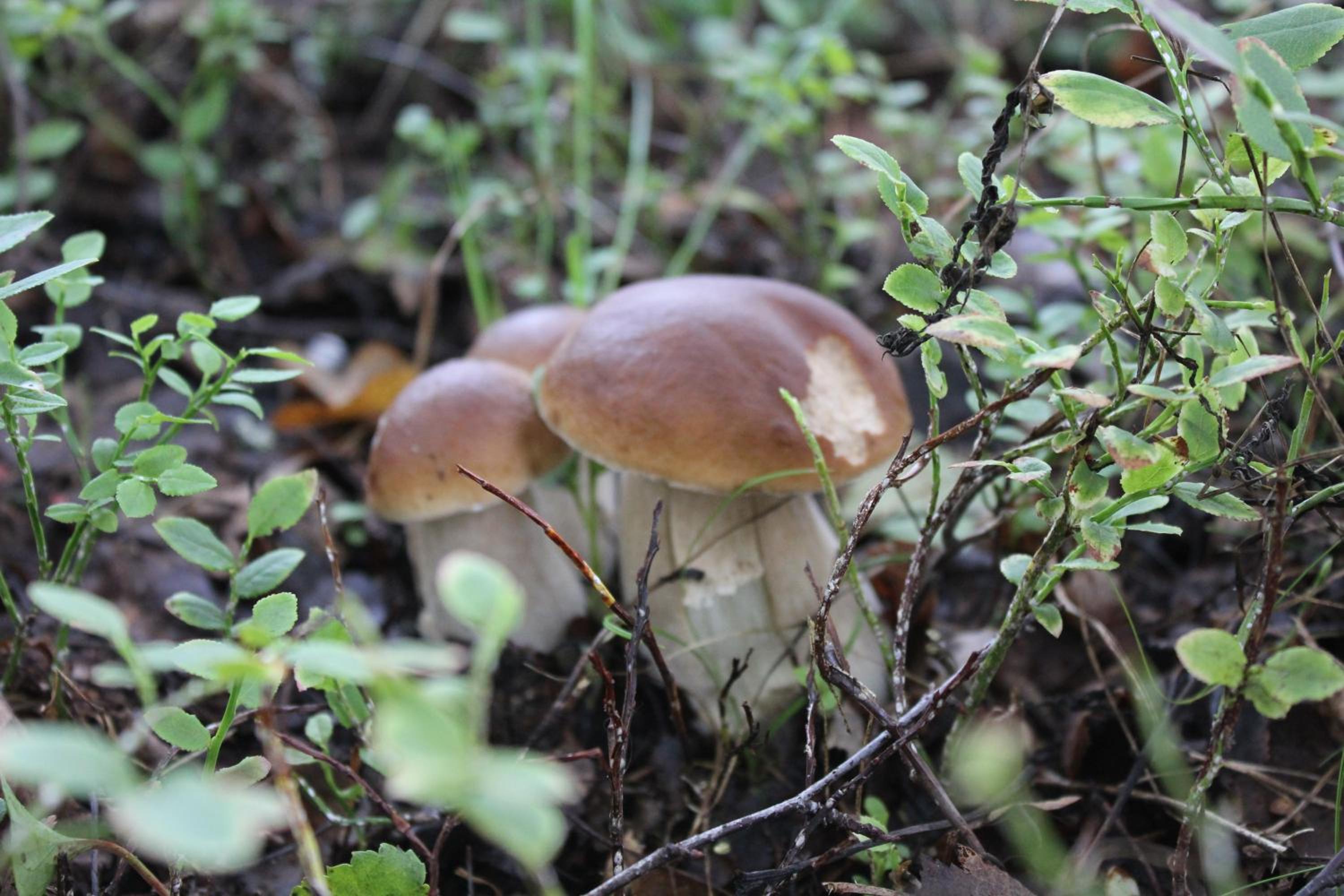 Photo 44