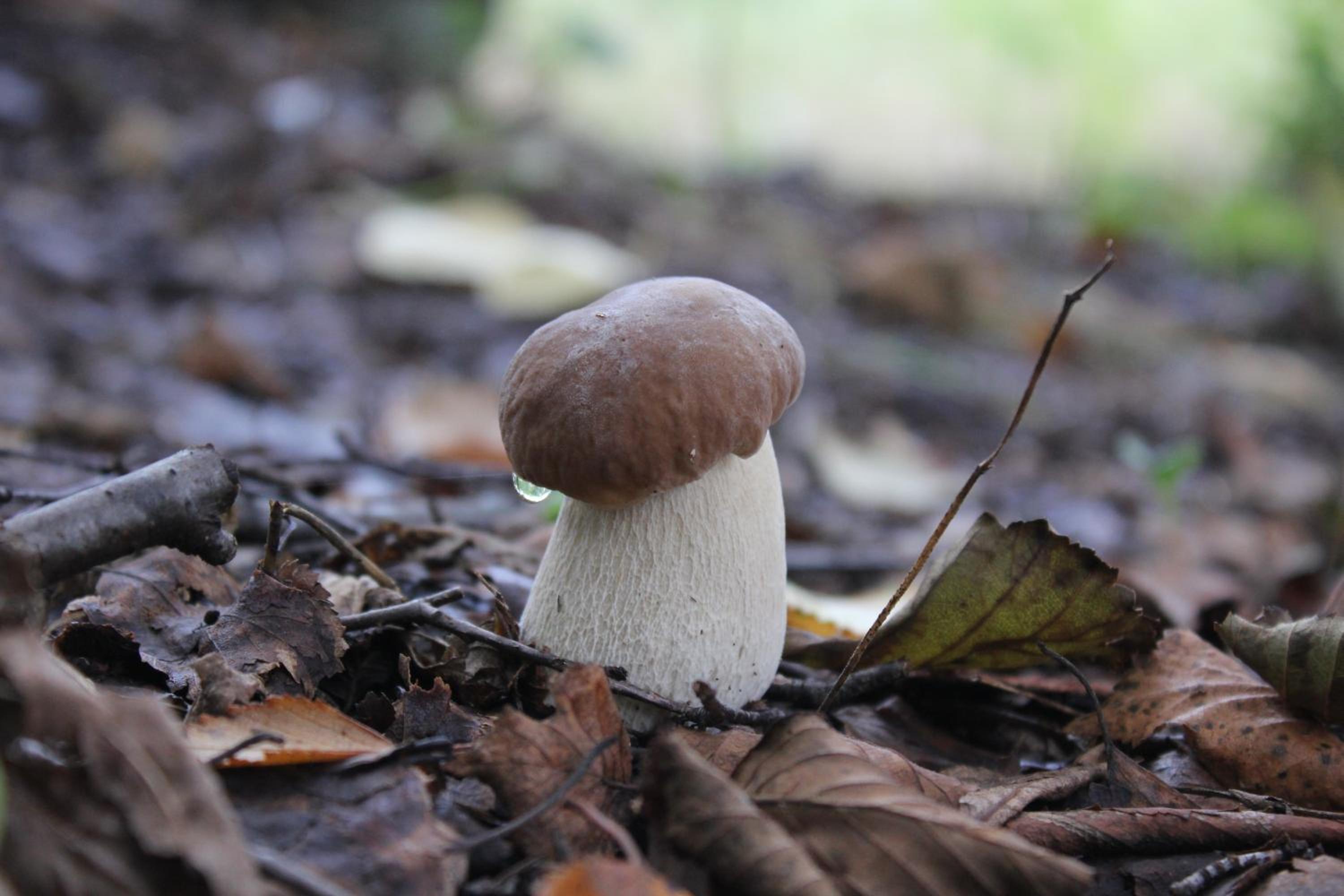 Photo 45