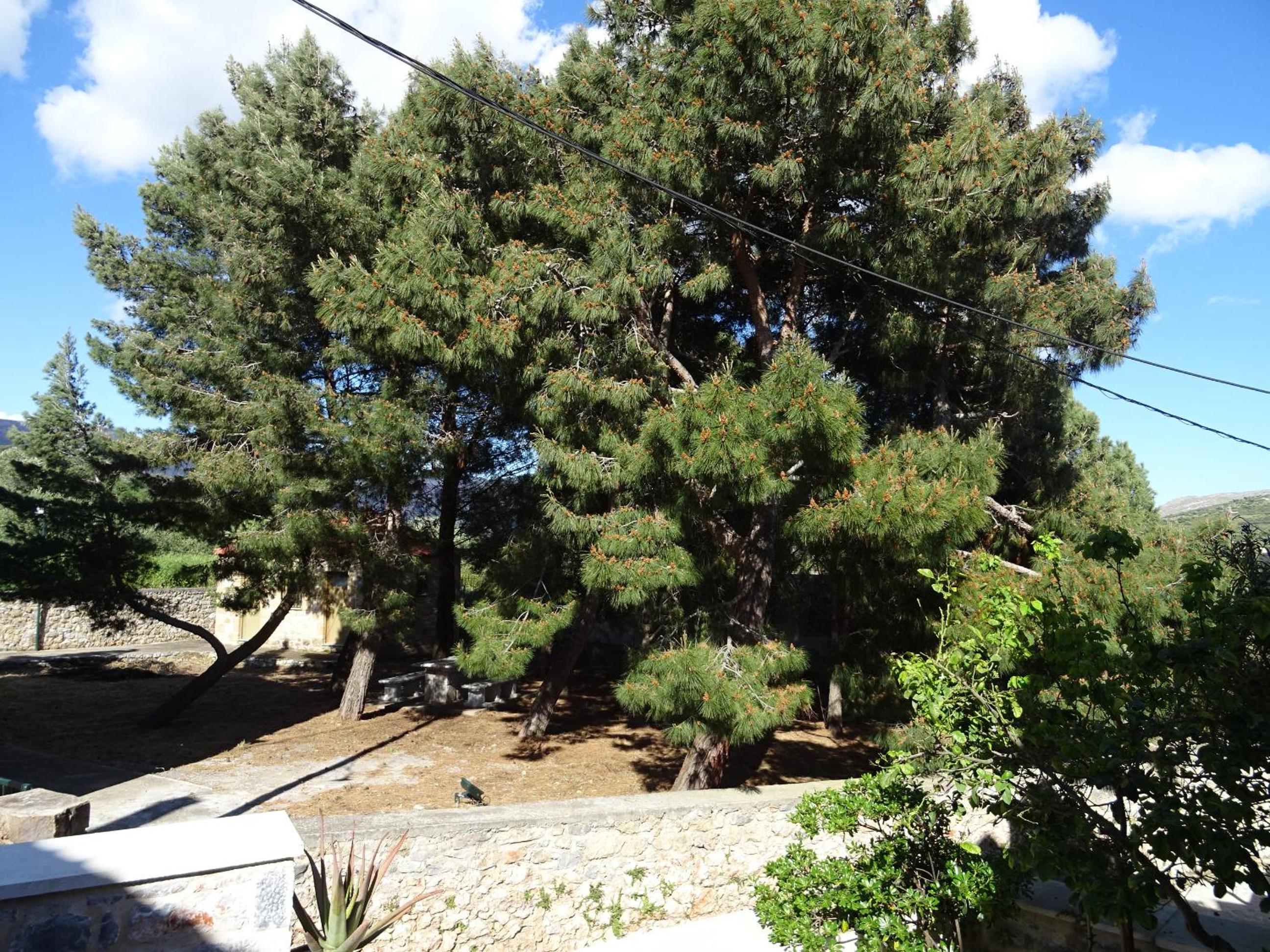 Photo 43