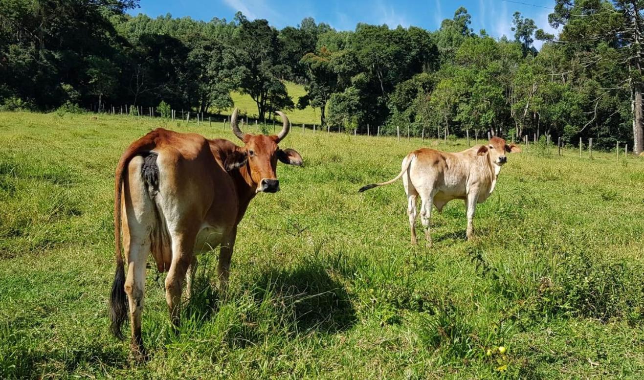 Chalé no campo à caminho de Monte Verde