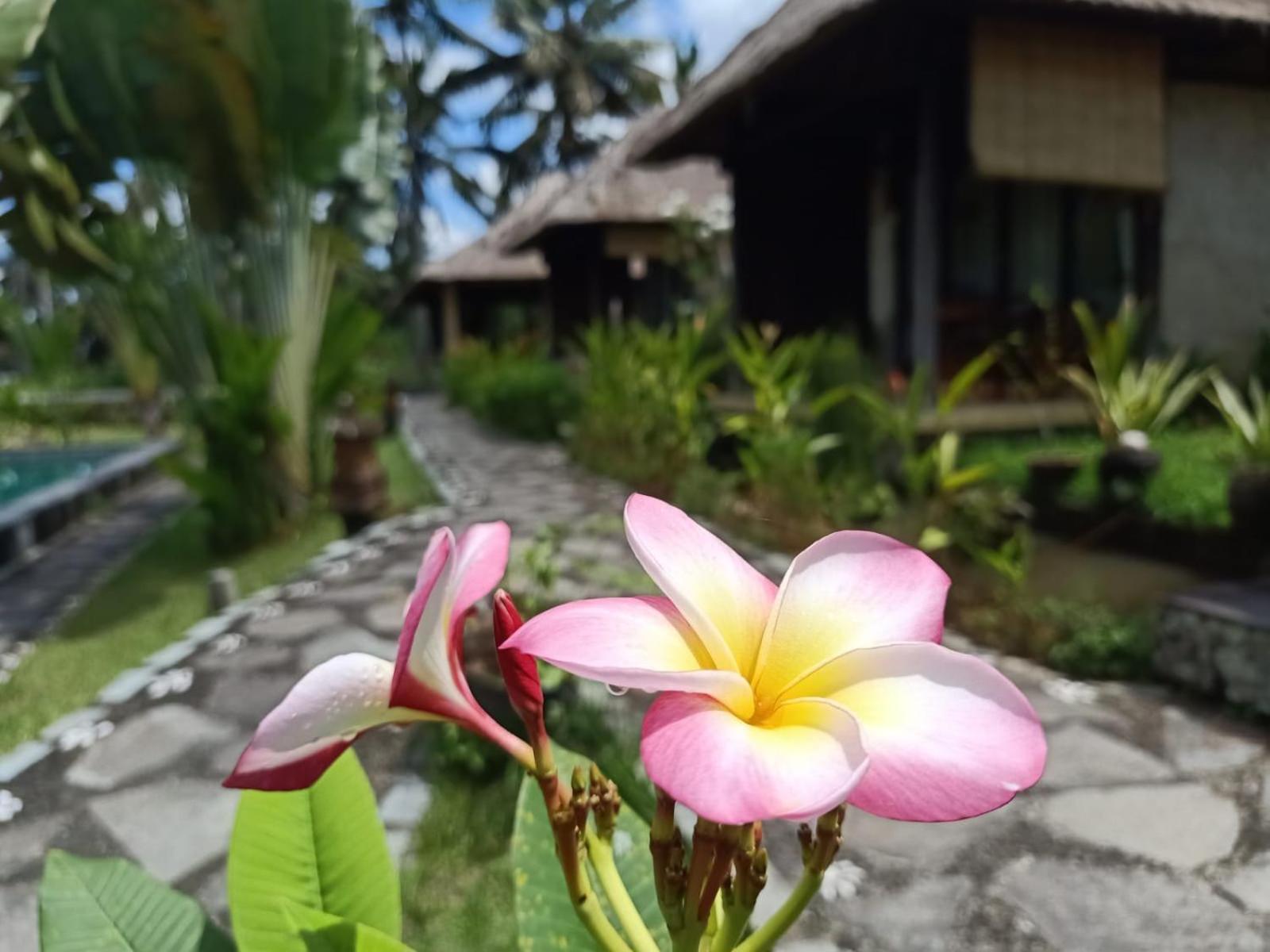 Taman Bintang Villa Ubud view 5