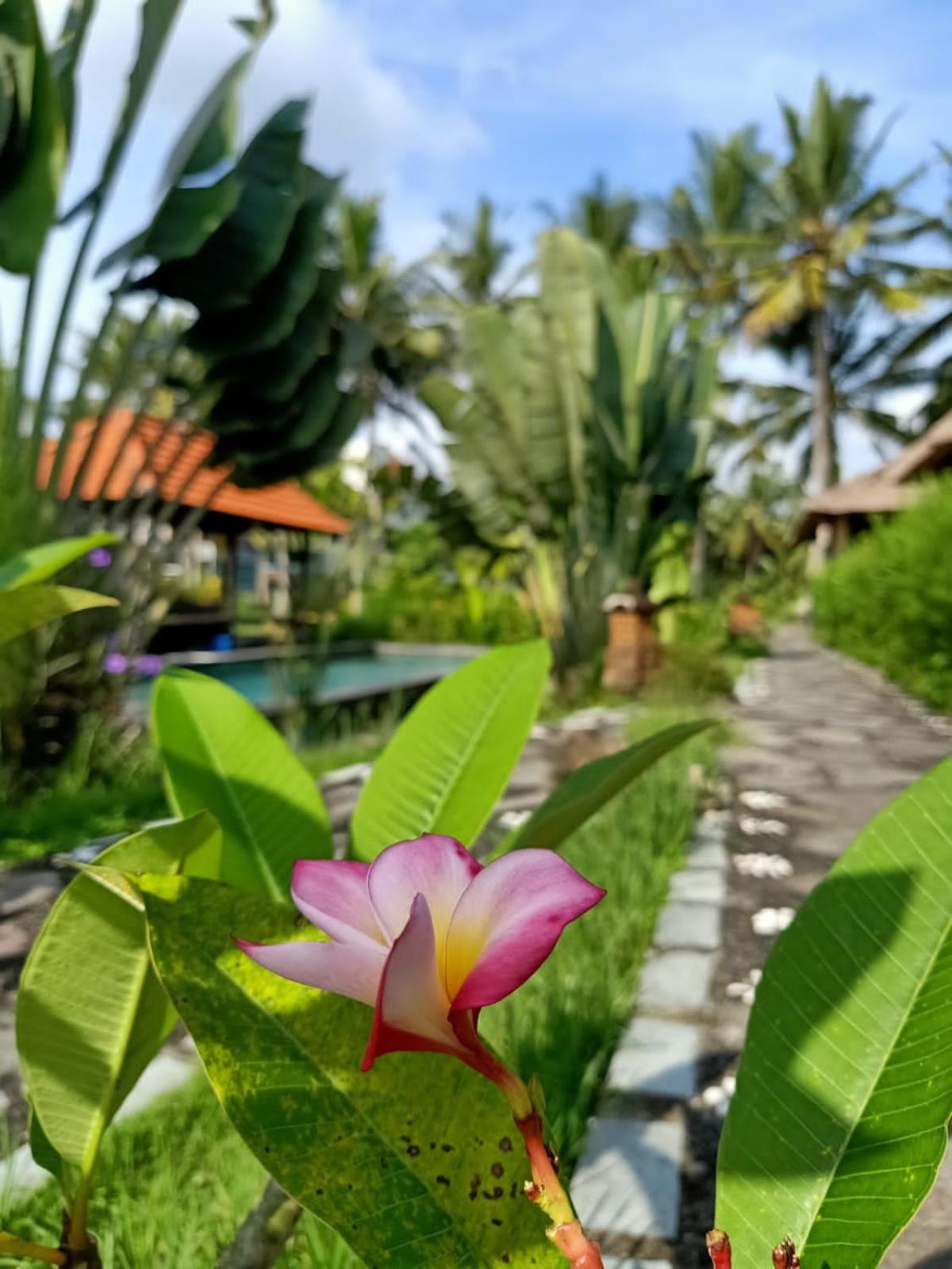 Taman Bintang Villa Ubud view 3