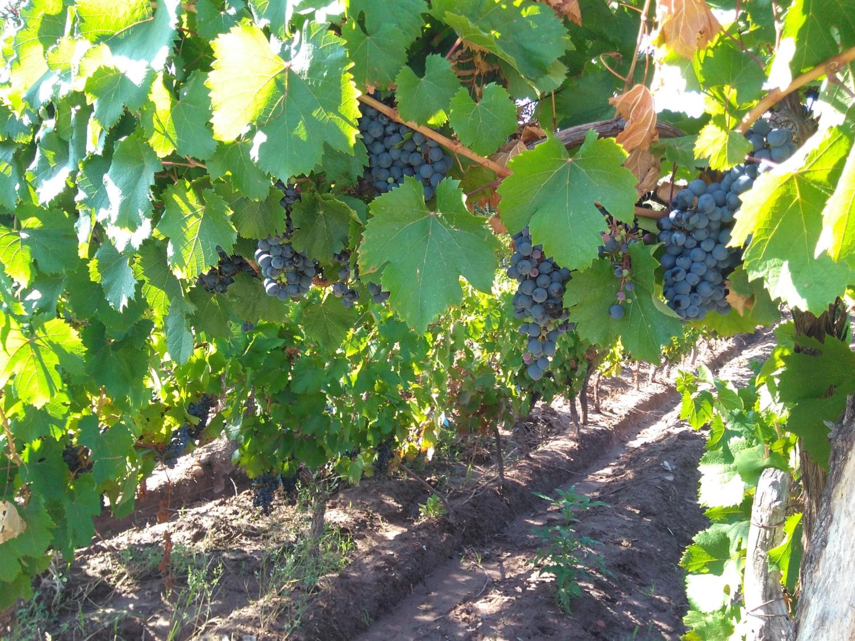 Finca Mula