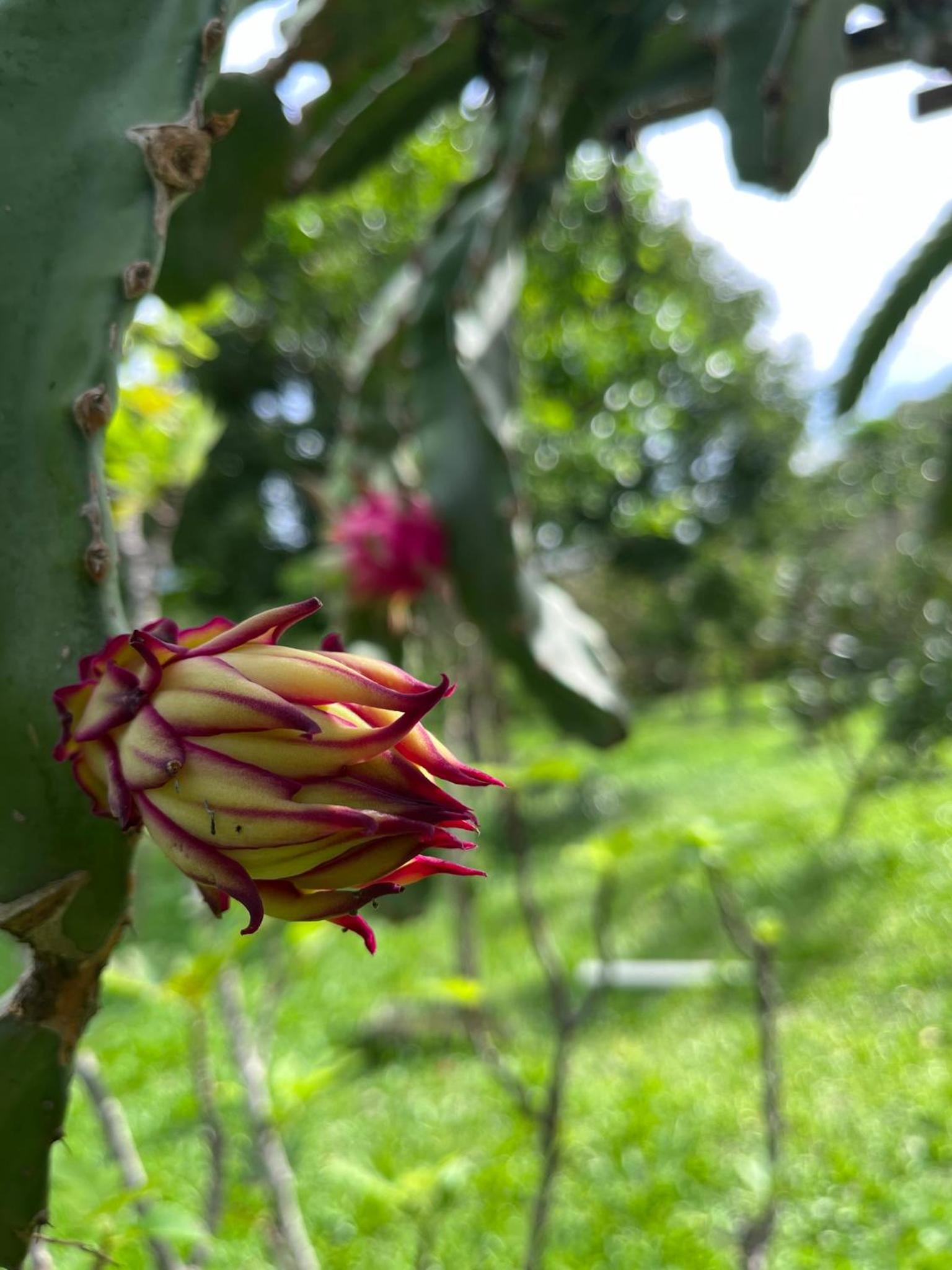 Pousada Varanda da Serra