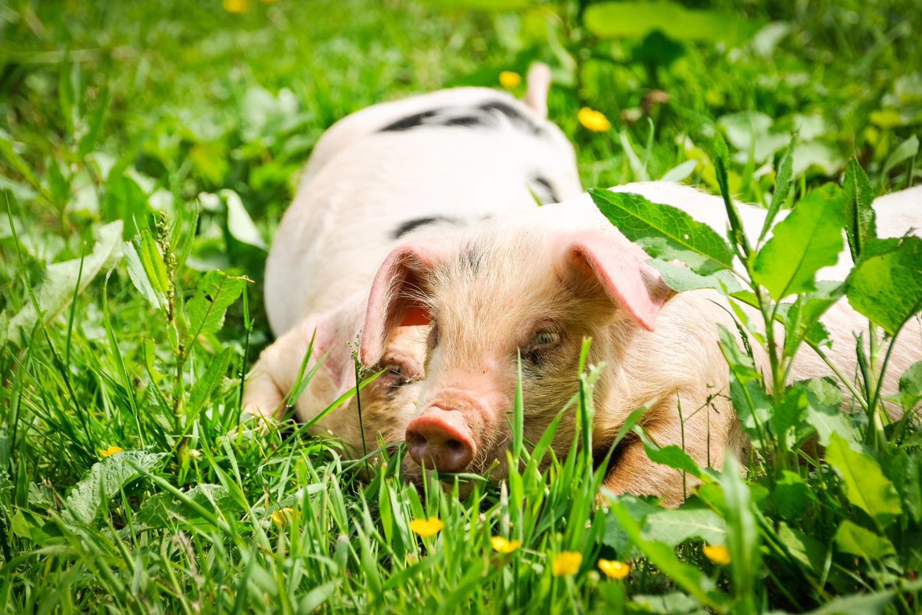 Huntstile Organic Farm