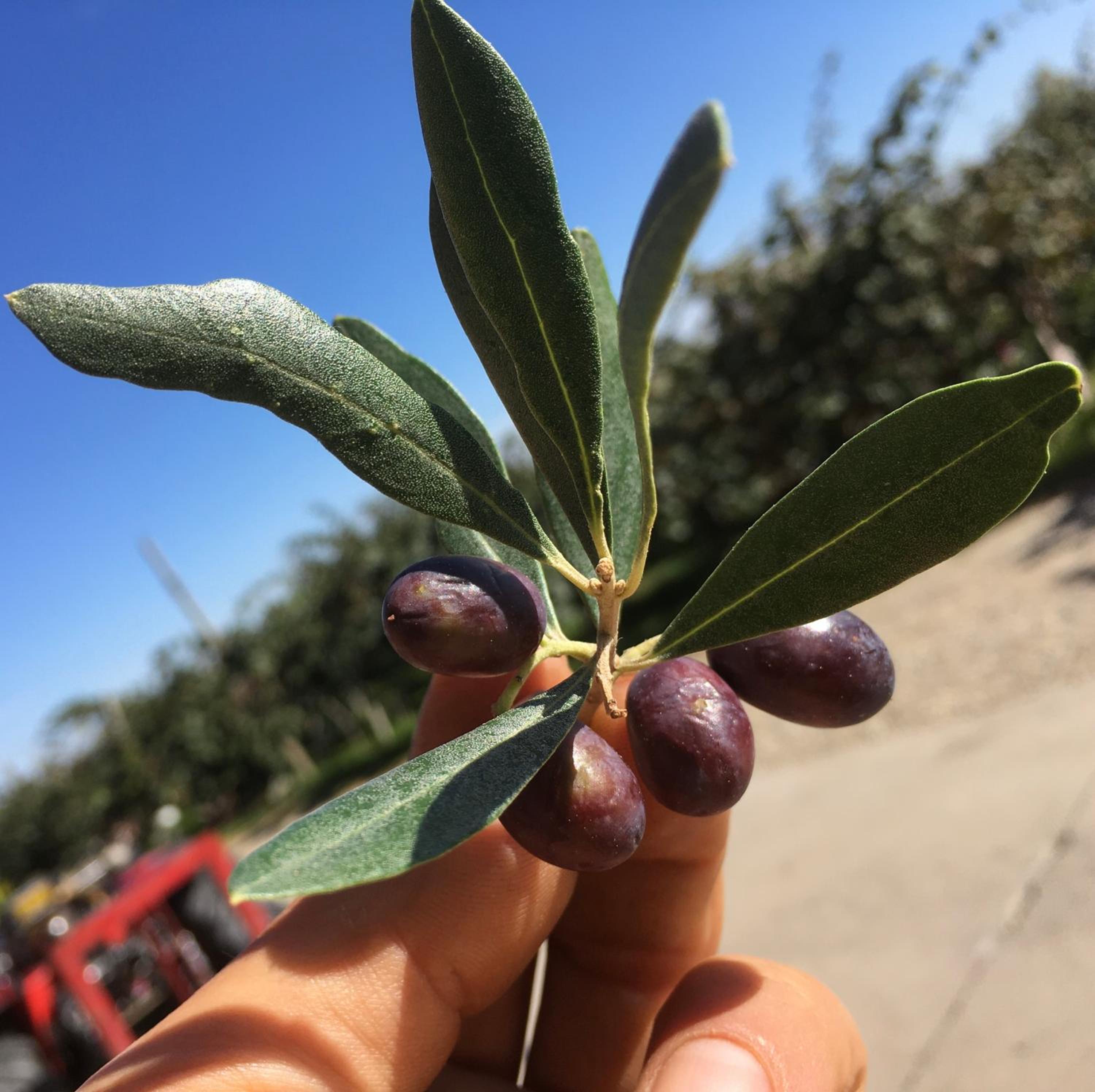Agrialpi by Salfrutta