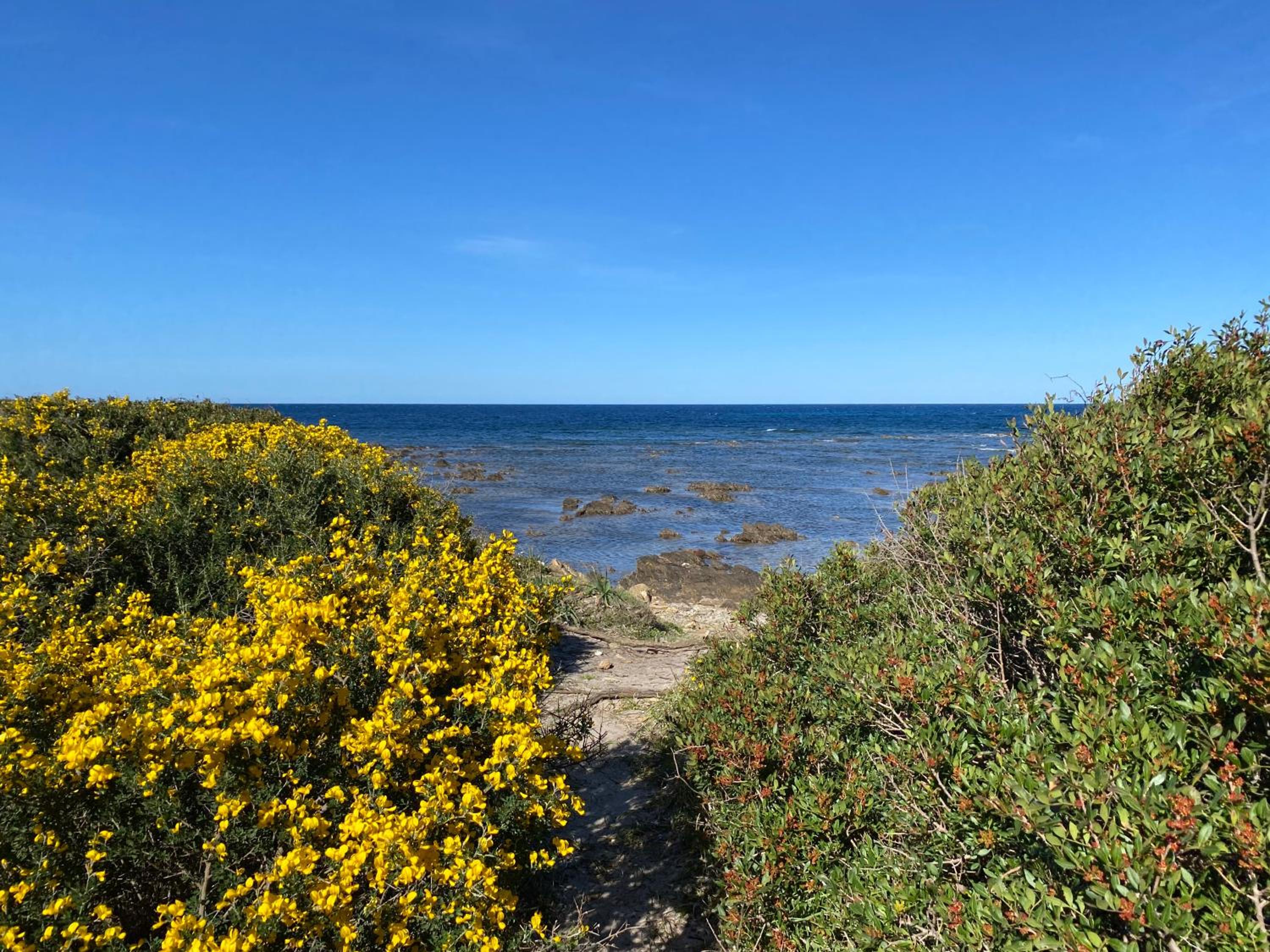 La PAVONCELLA sul MARE view 5