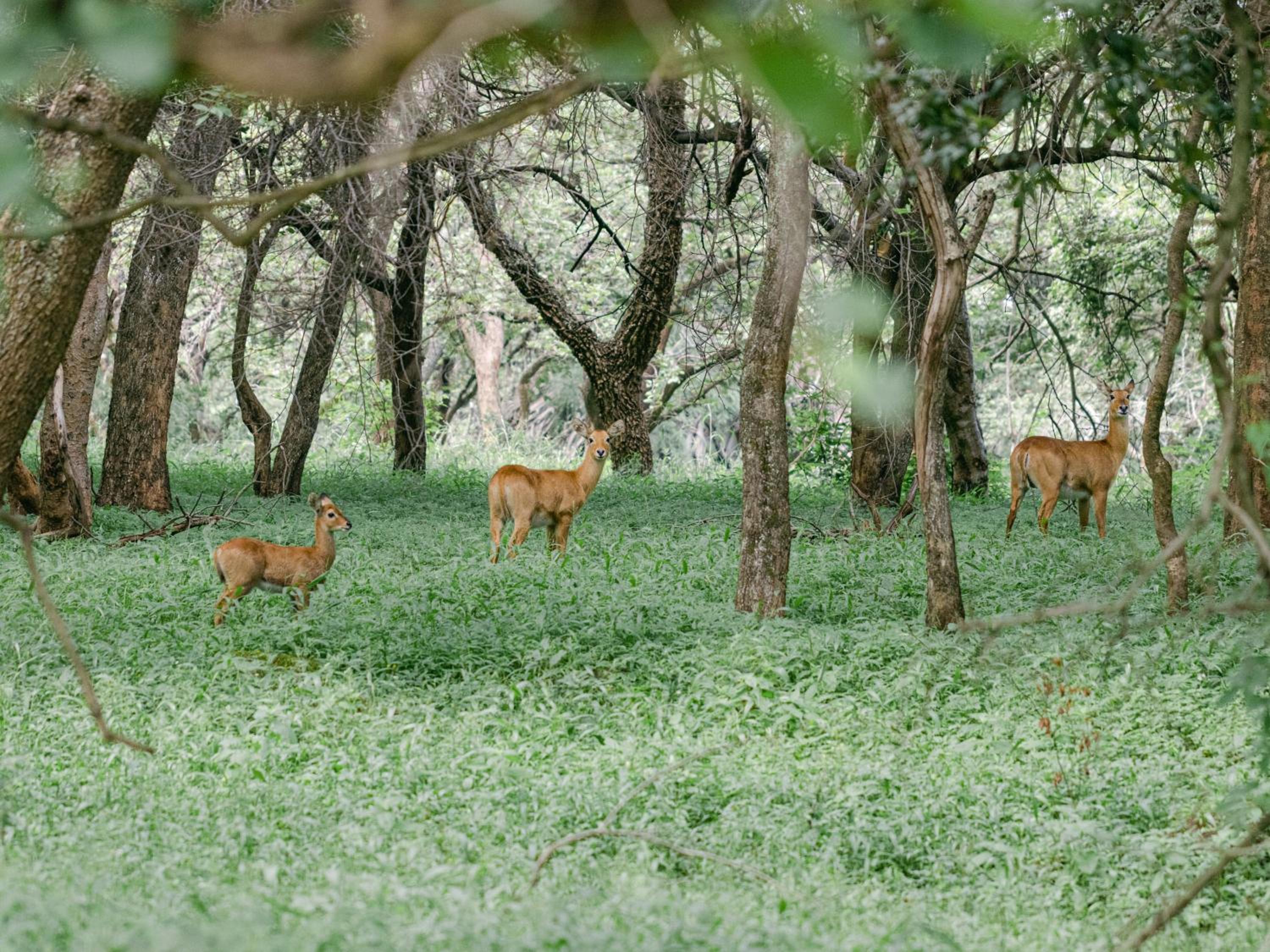 Lilayi Lodge