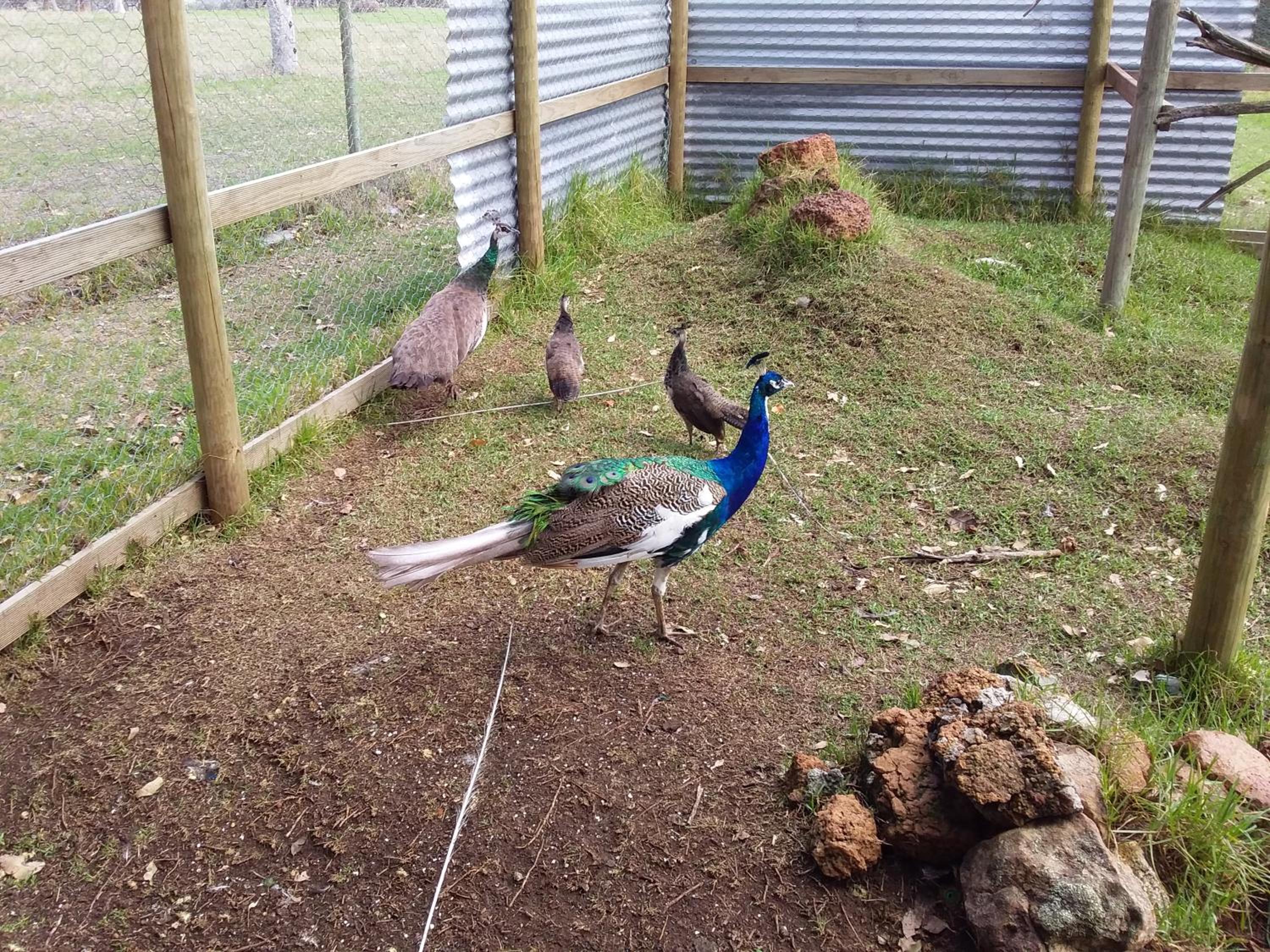Albany Vacations - The Grange on Kalgan Farmstay, Albany WA - Property Image 3