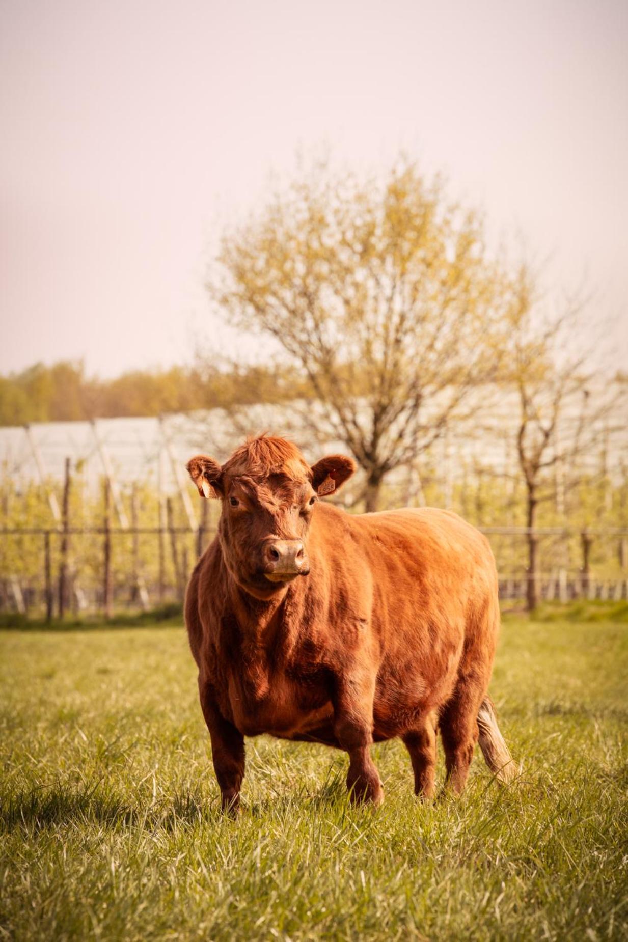 De Betze - Country Life