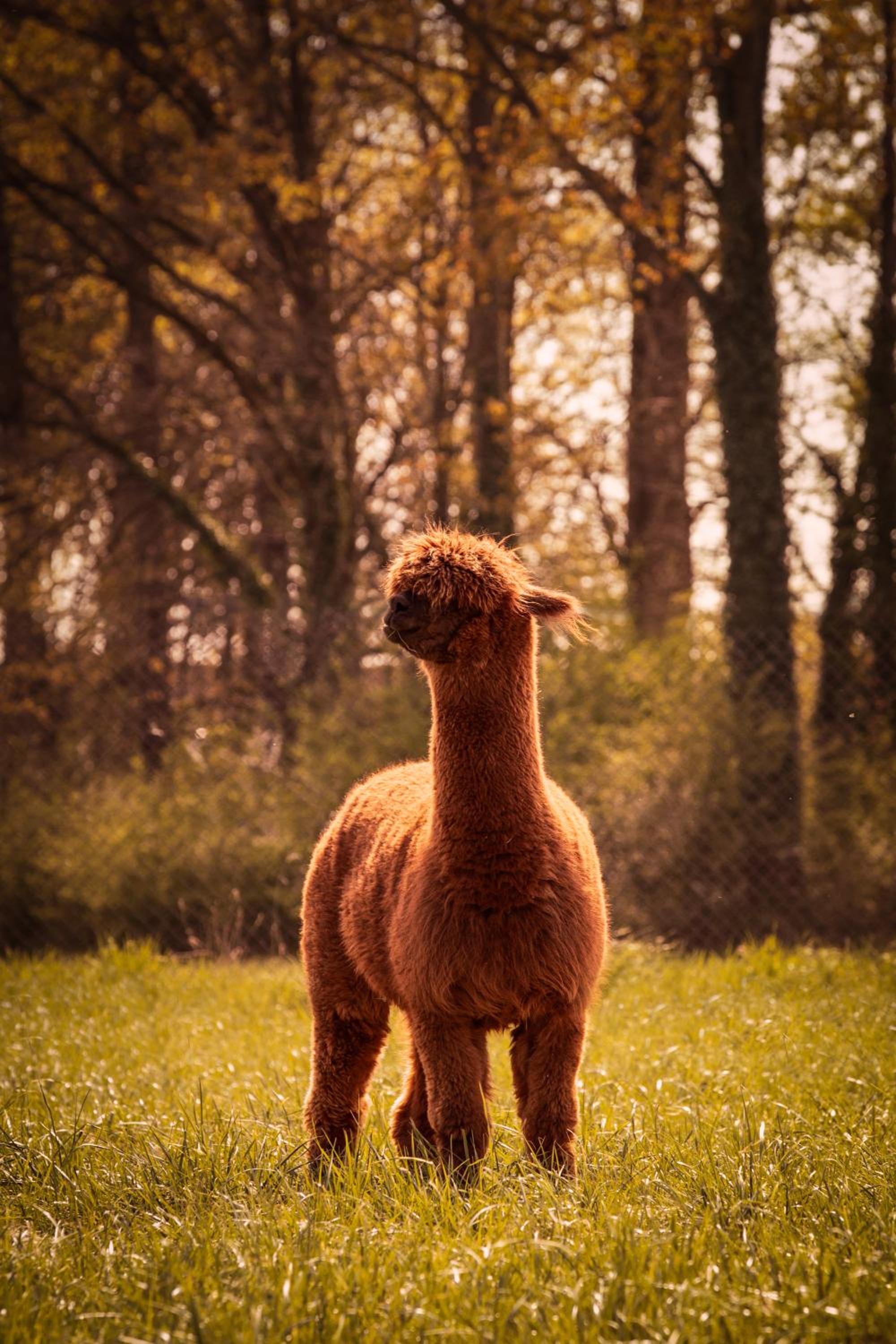 De Betze - Country Life