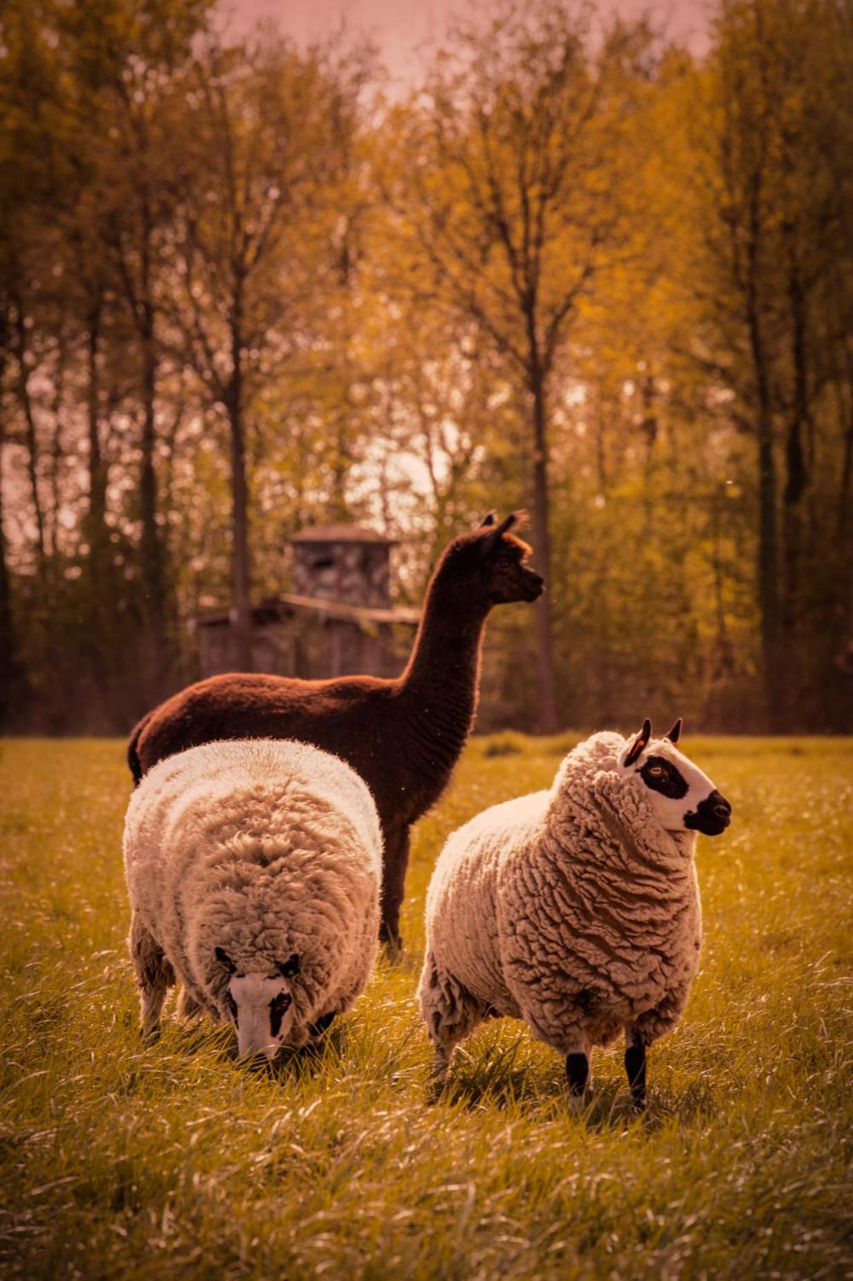 De Betze - Country Life
